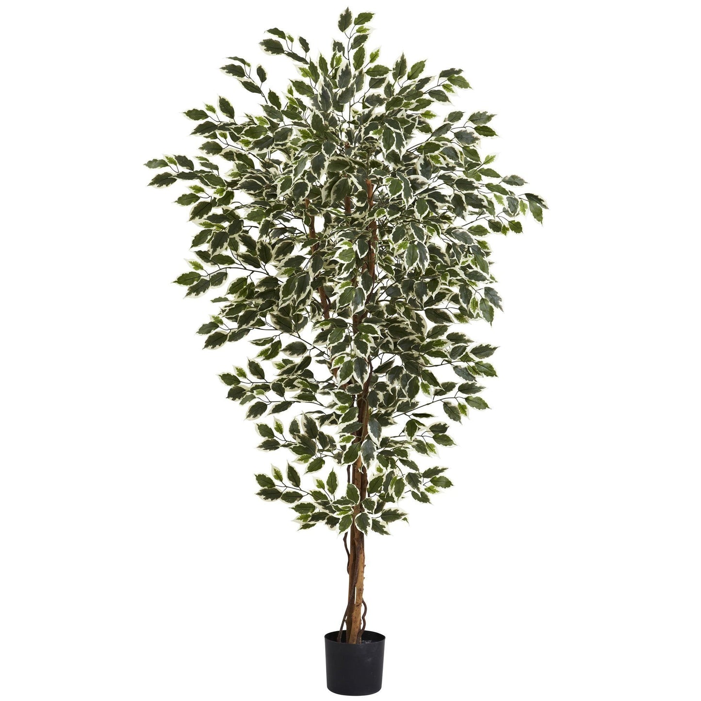 Arbre Ficus hawaïen de 6 pieds