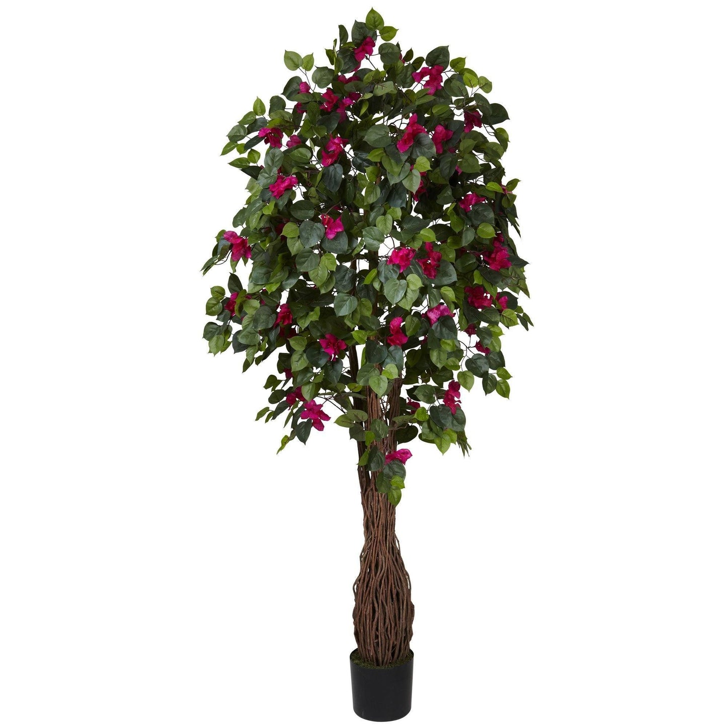 Árbol de seda buganvilla multienredadera de 6 pies