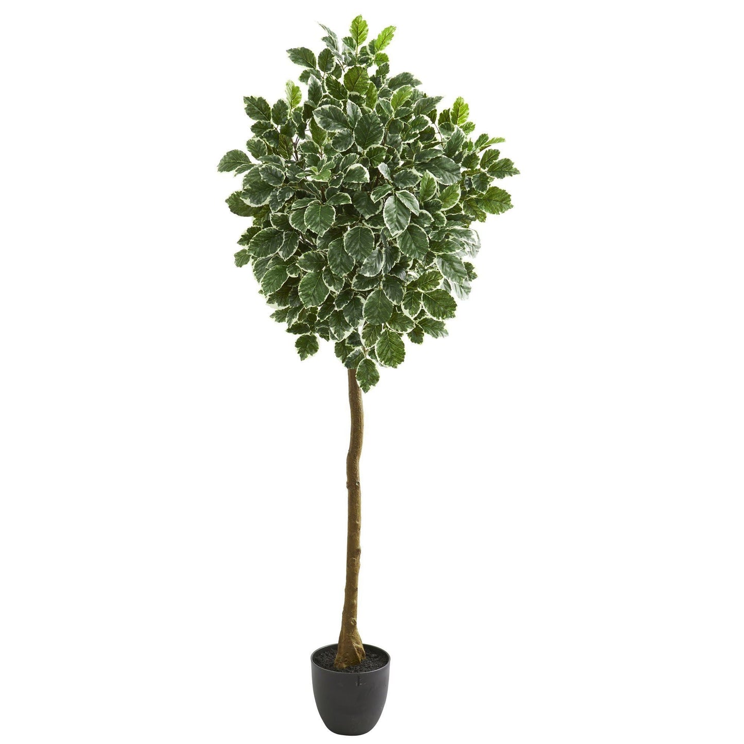 6” Variegated Aralia Artificial Tree