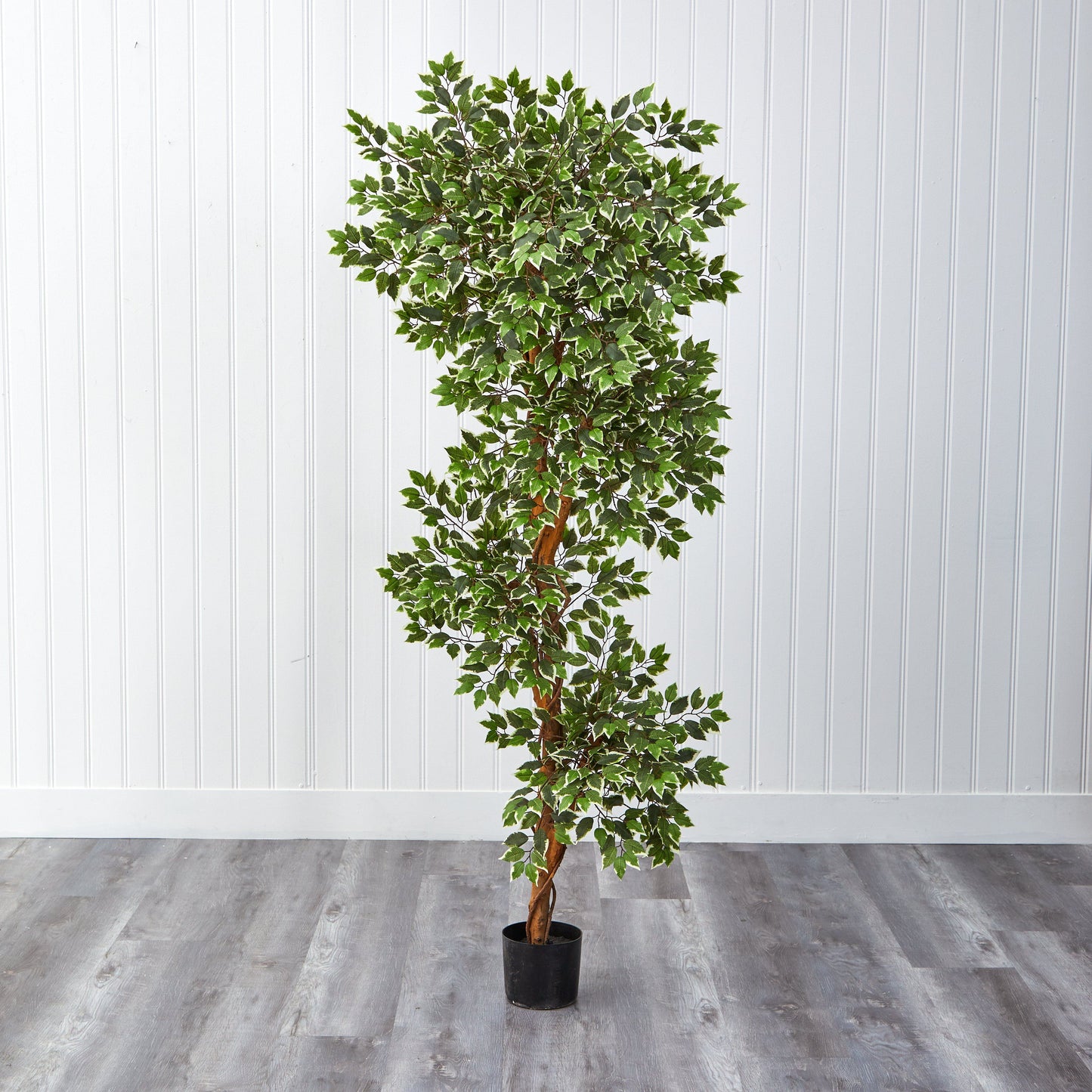 Arbre de ficus panaché de 6 pieds