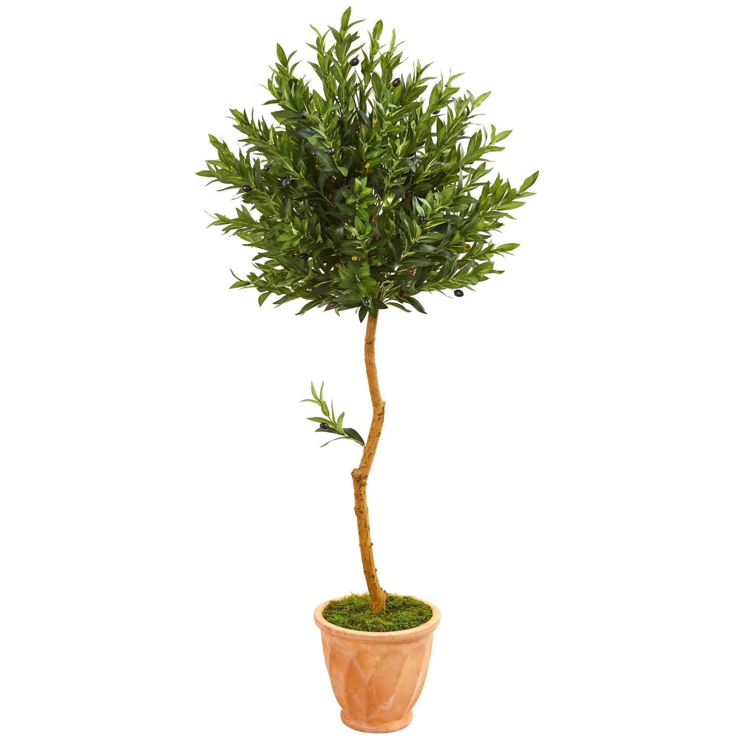 63” Olive Topiary Artificial Tree in Terra Cotta Planter (Indoor/Outdoor)