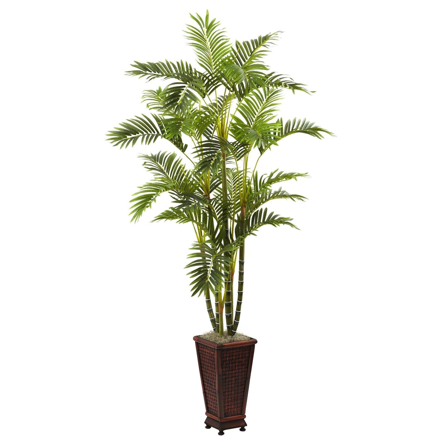 Areca de 6,5 pi avec jardinière décorative