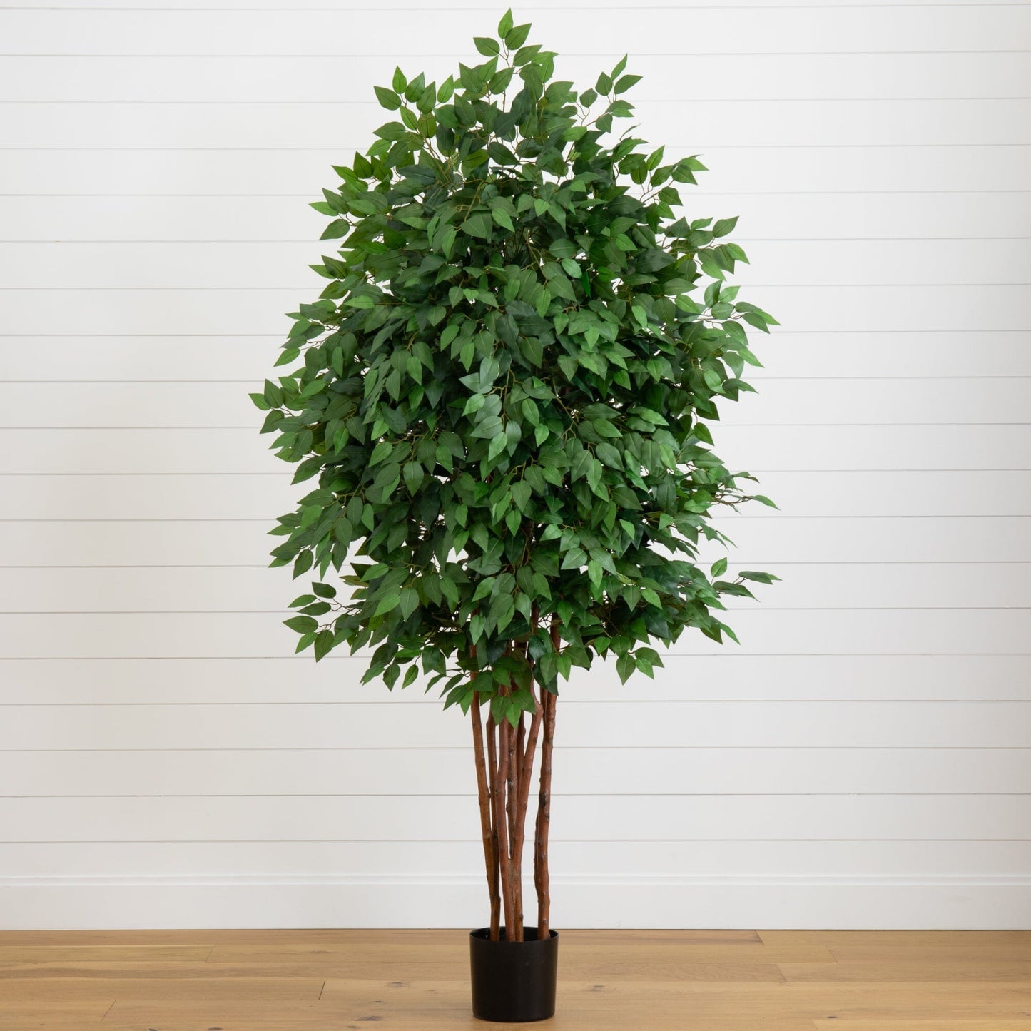 Arbre ficus de luxe de 6,5 pieds