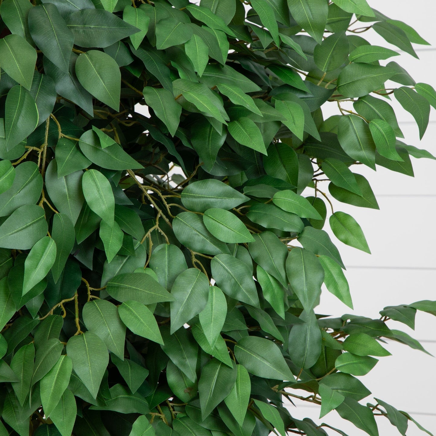 Arbre ficus de luxe de 6,5 pieds