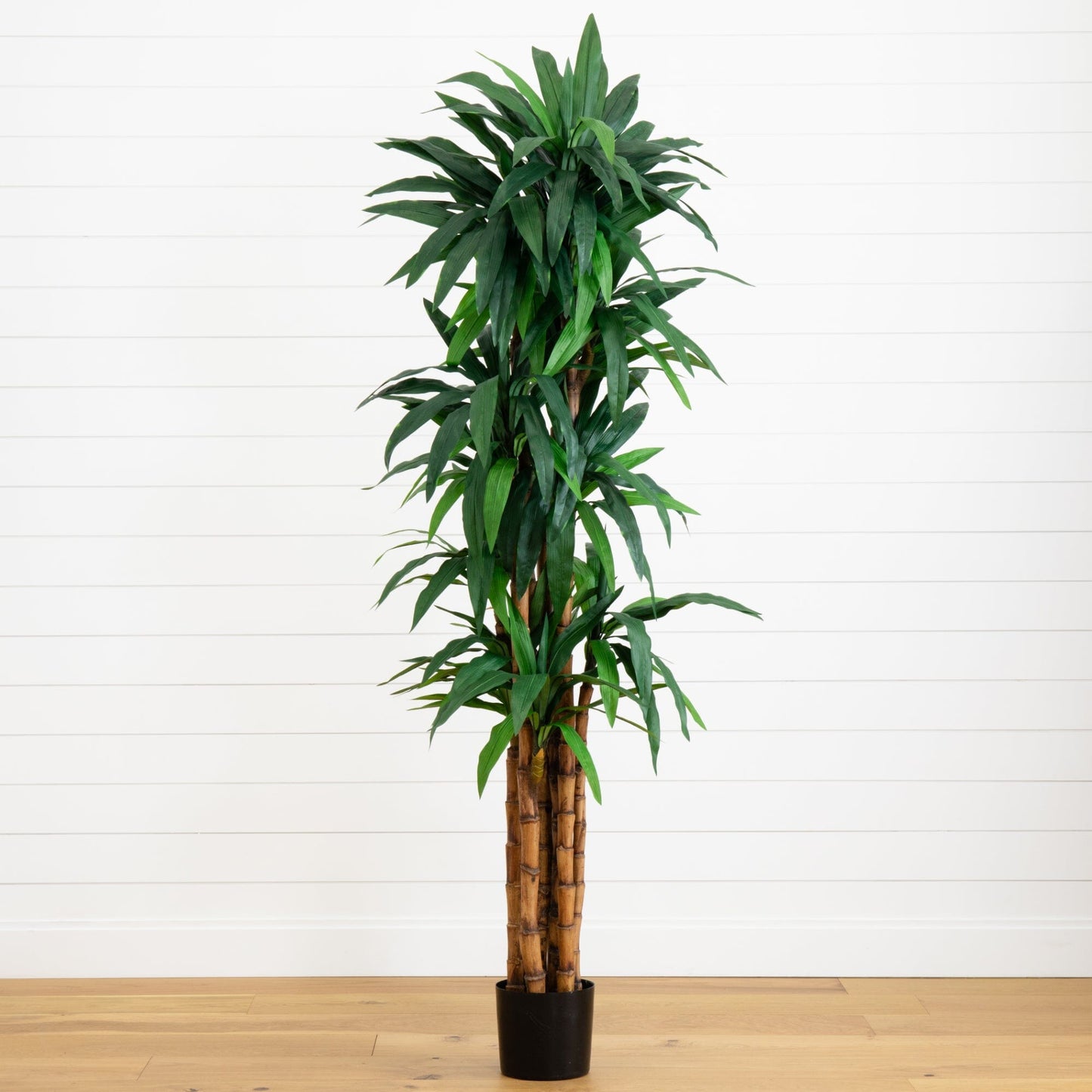 Árbol Dracaena de 6,5 pies