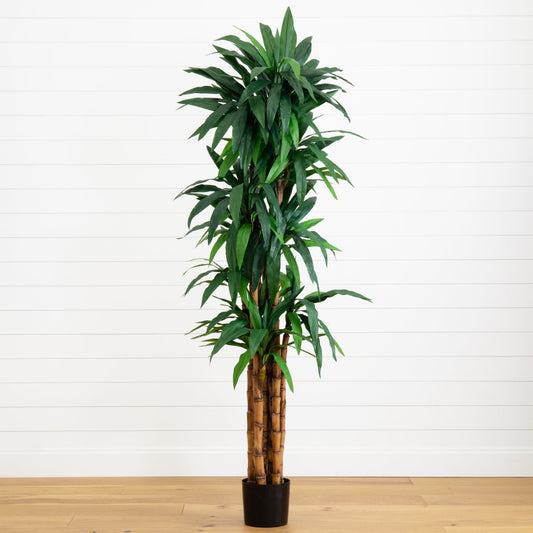 Arbre Dracaena de 6,5 pieds