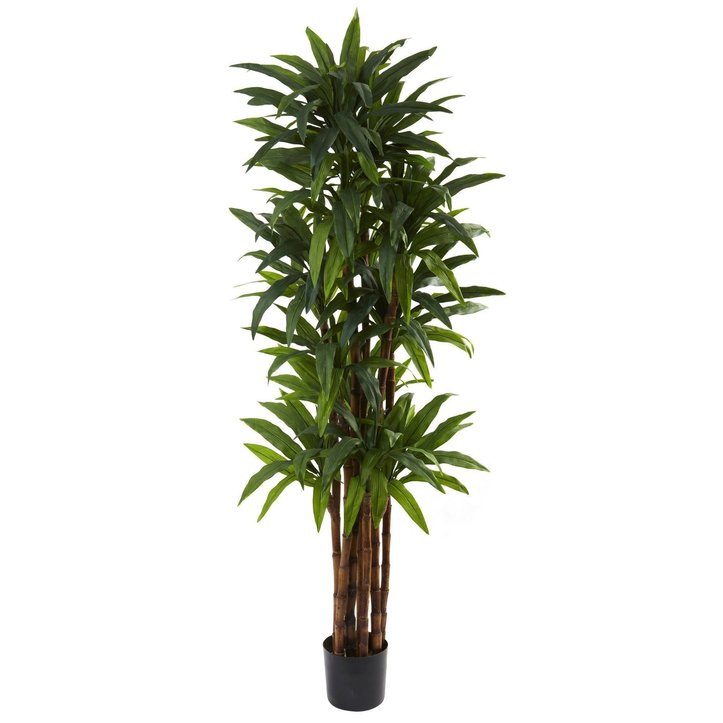 Árbol Dracaena de 6,5 pies