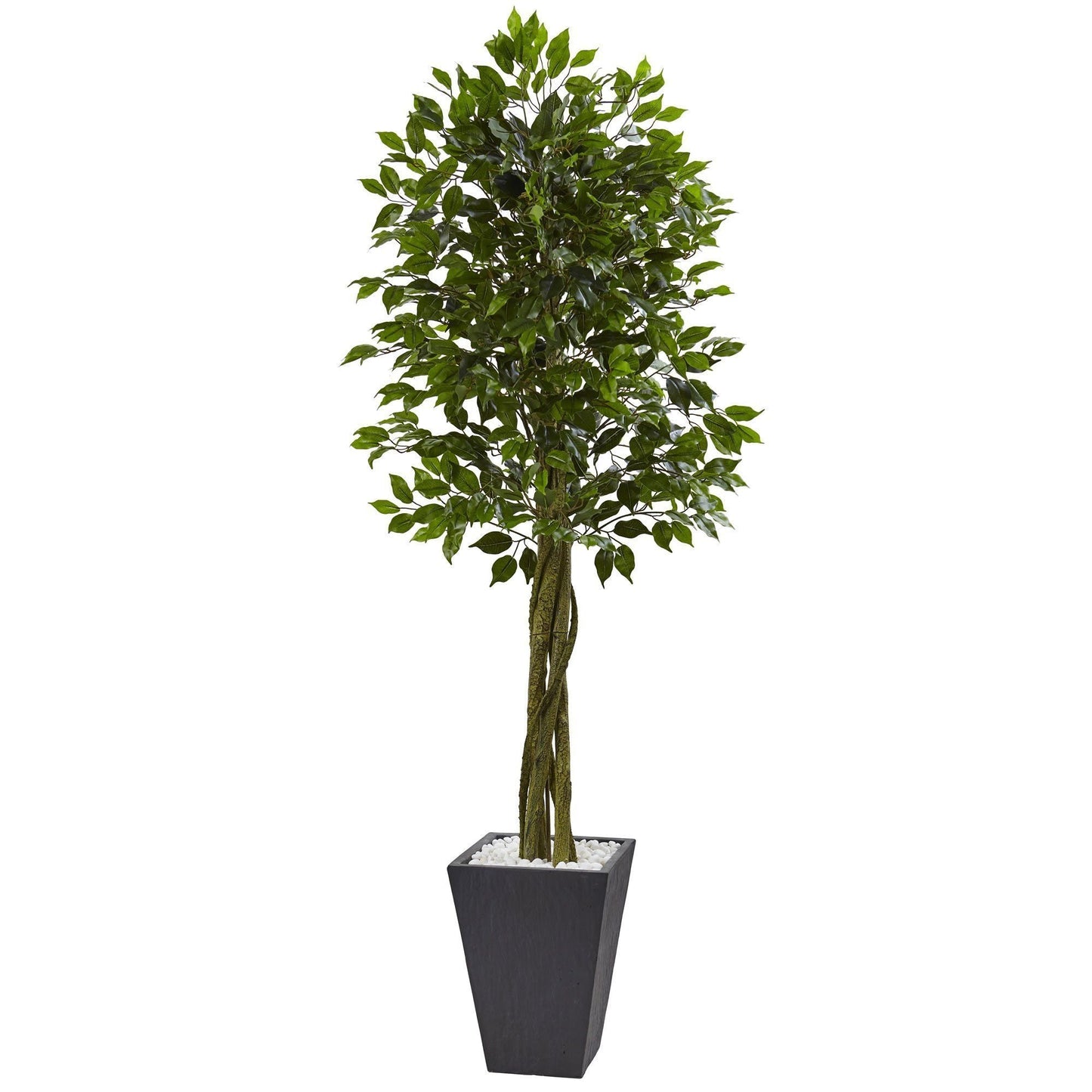 Ficus de 6 pies con macetero de pizarra resistente a los rayos UV (interior y exterior)