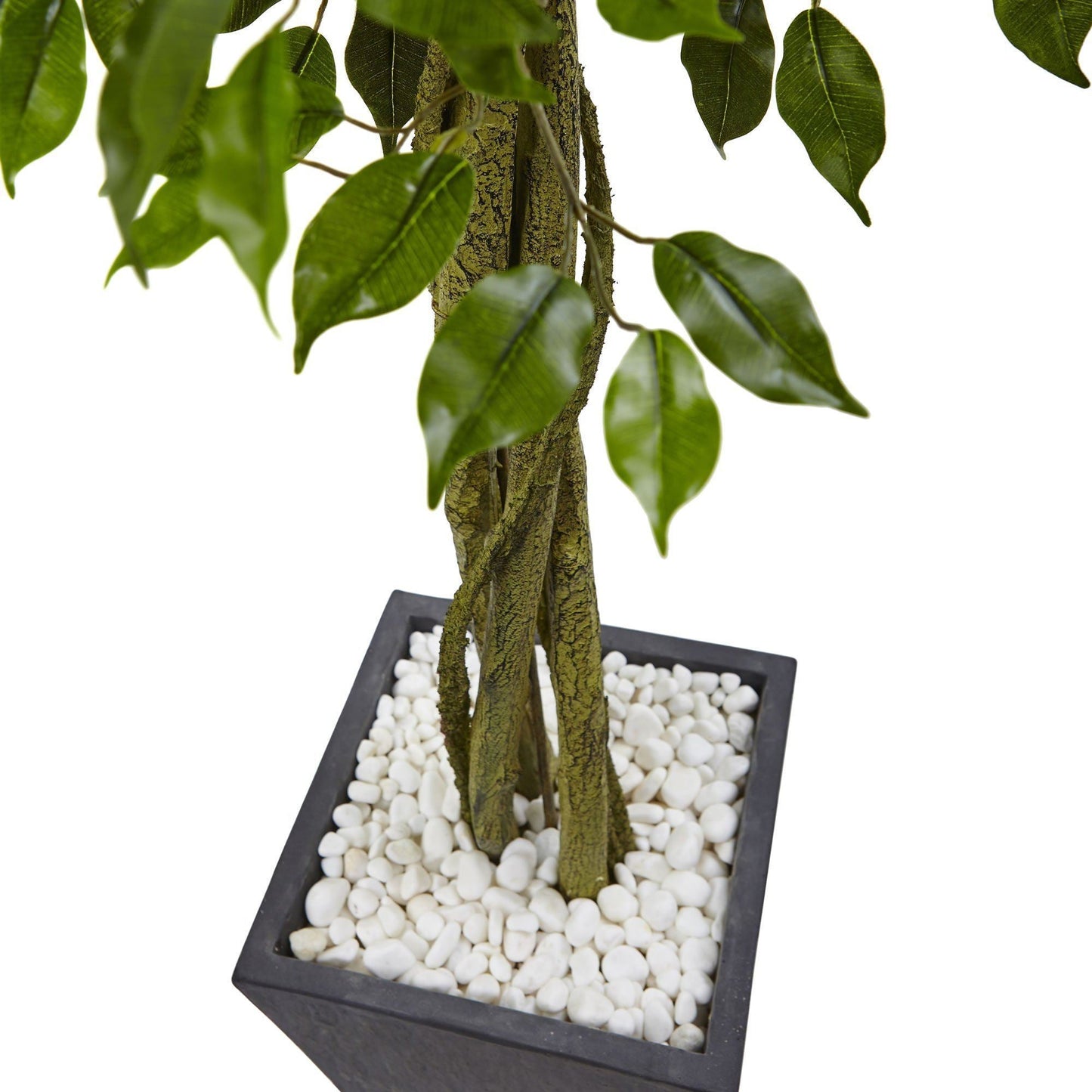 Ficus de 6 pies con macetero de pizarra resistente a los rayos UV (interior y exterior)