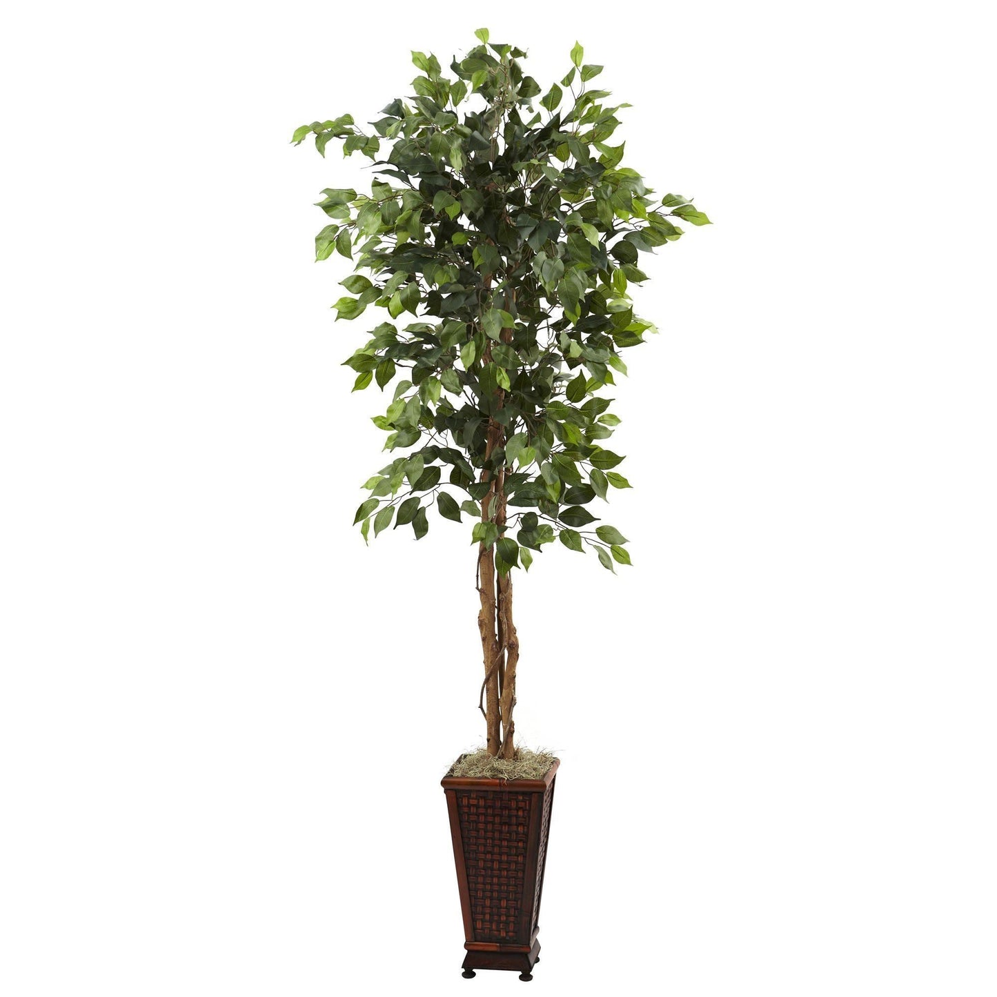 Ficus de 6,5 pi avec jardinière décorative