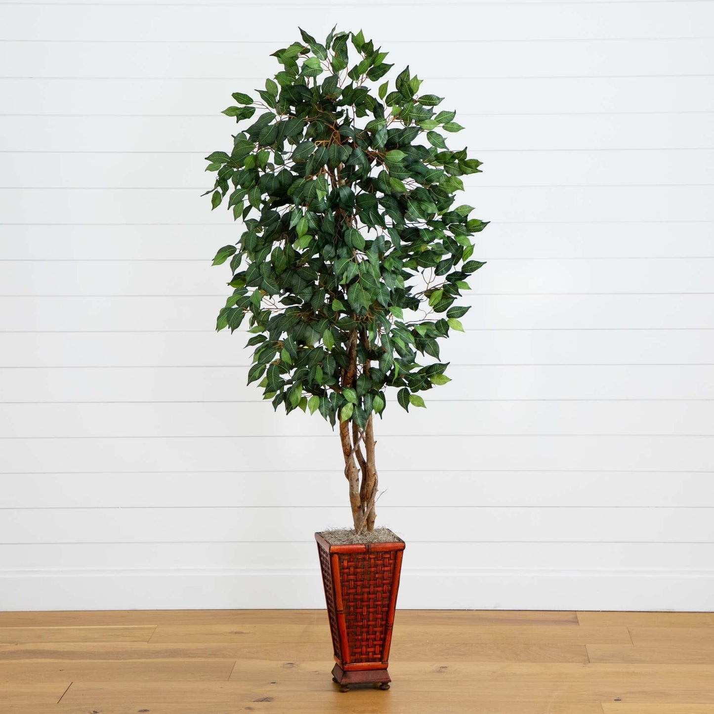 Ficus de 6,5 pi avec jardinière décorative