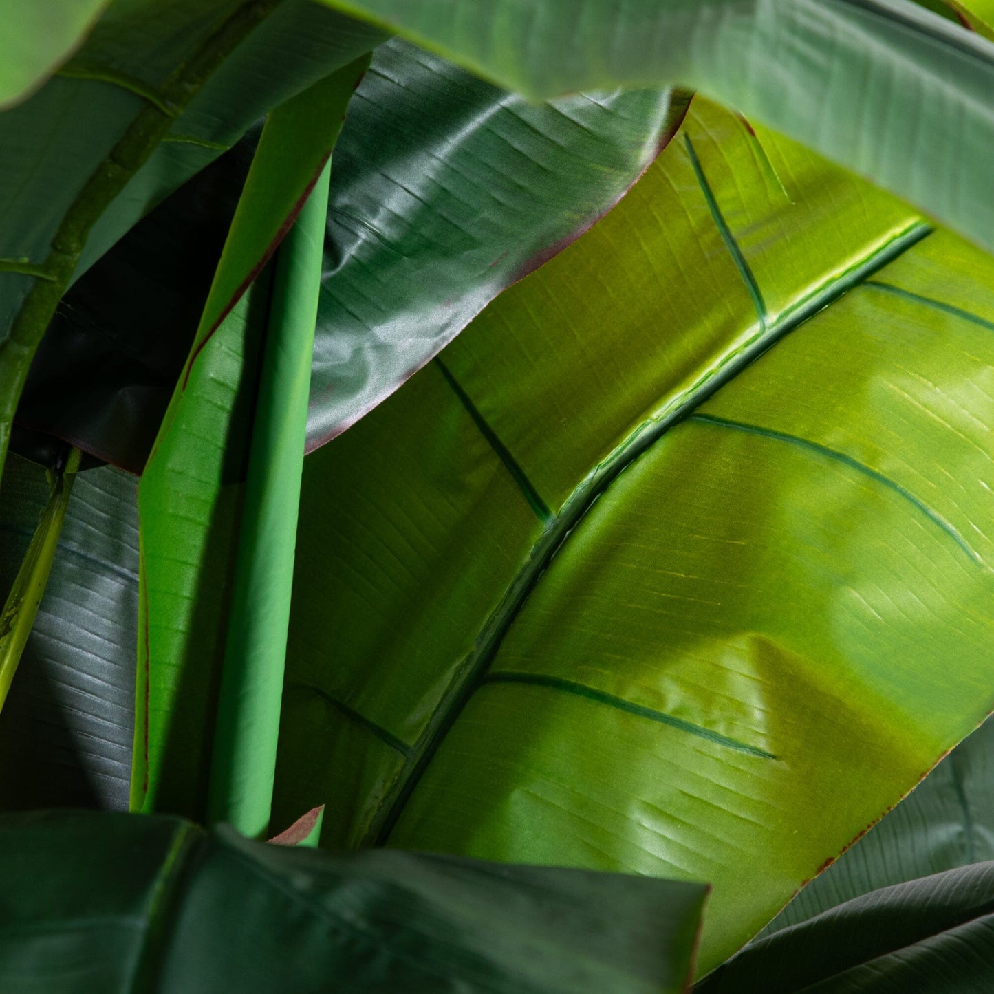 Banano gigante de tres tallos de 7 pies resistente a los rayos UV (interior/exterior)