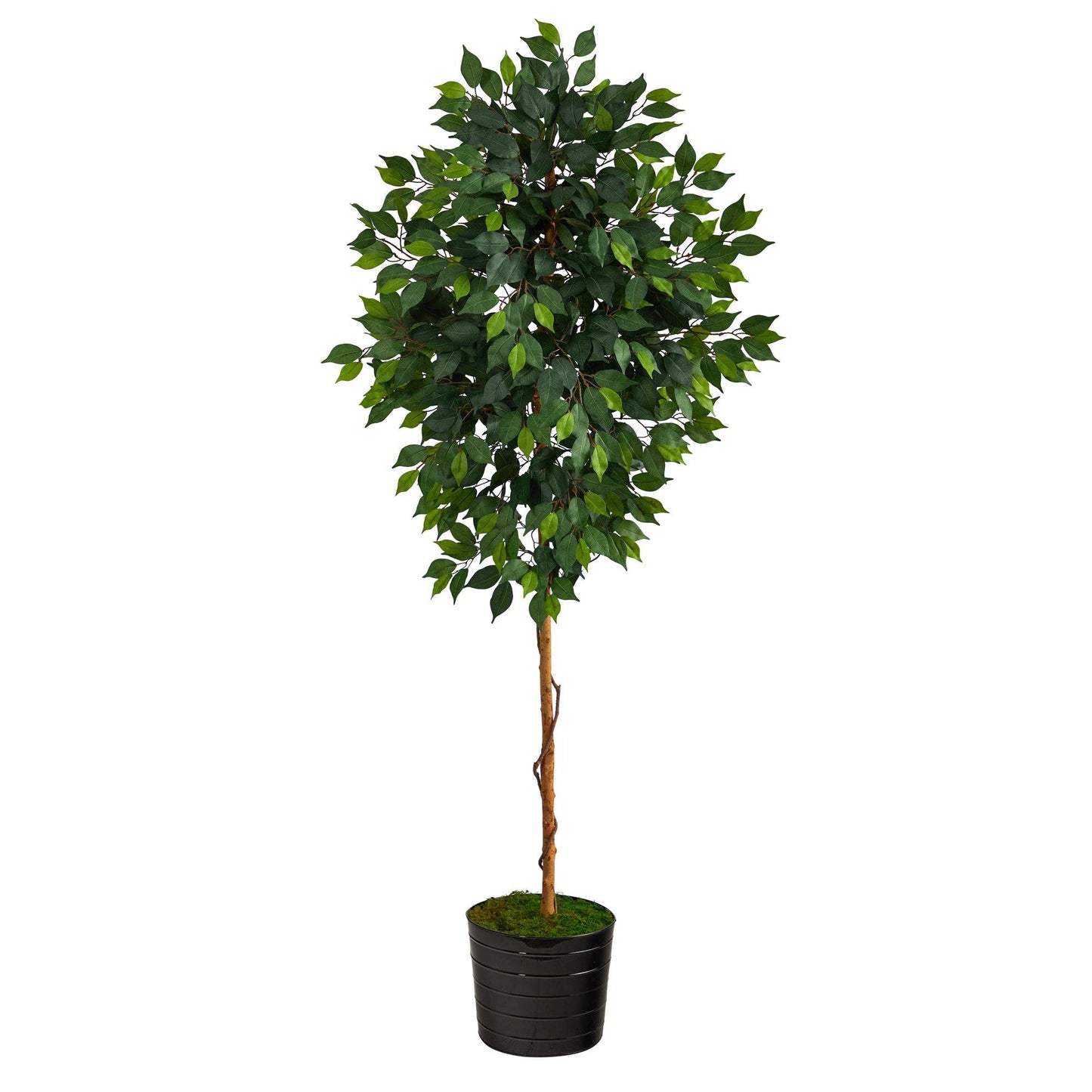 74” Ficus Artificial tree in Black Tin Planter