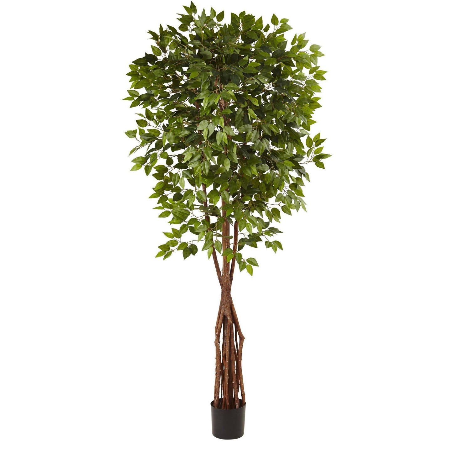 Ficus Super Deluxe de 7,5 pies