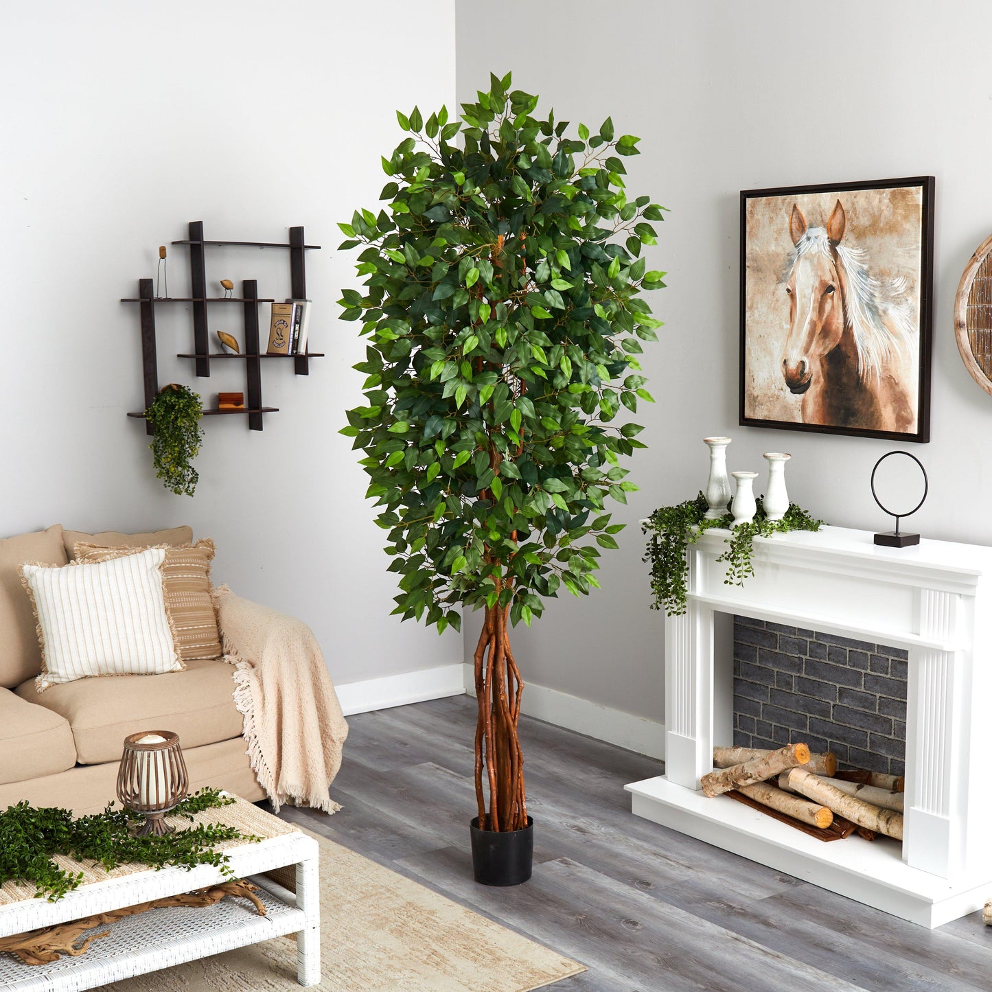 Ficus Super Deluxe de 7,5 pies