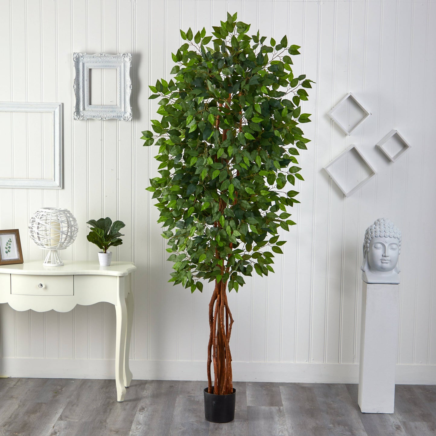 Ficus Super Deluxe de 7,5 pies