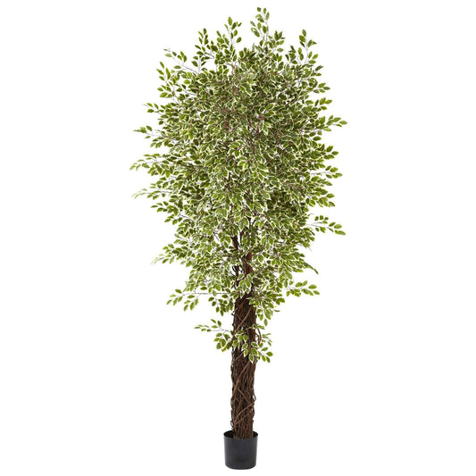 Árbol de seda mini ficus abigarrado de 7,5 pies