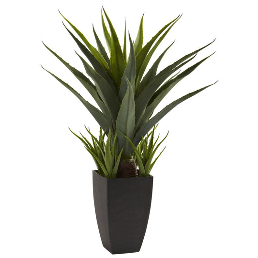 Agave con macetero negro