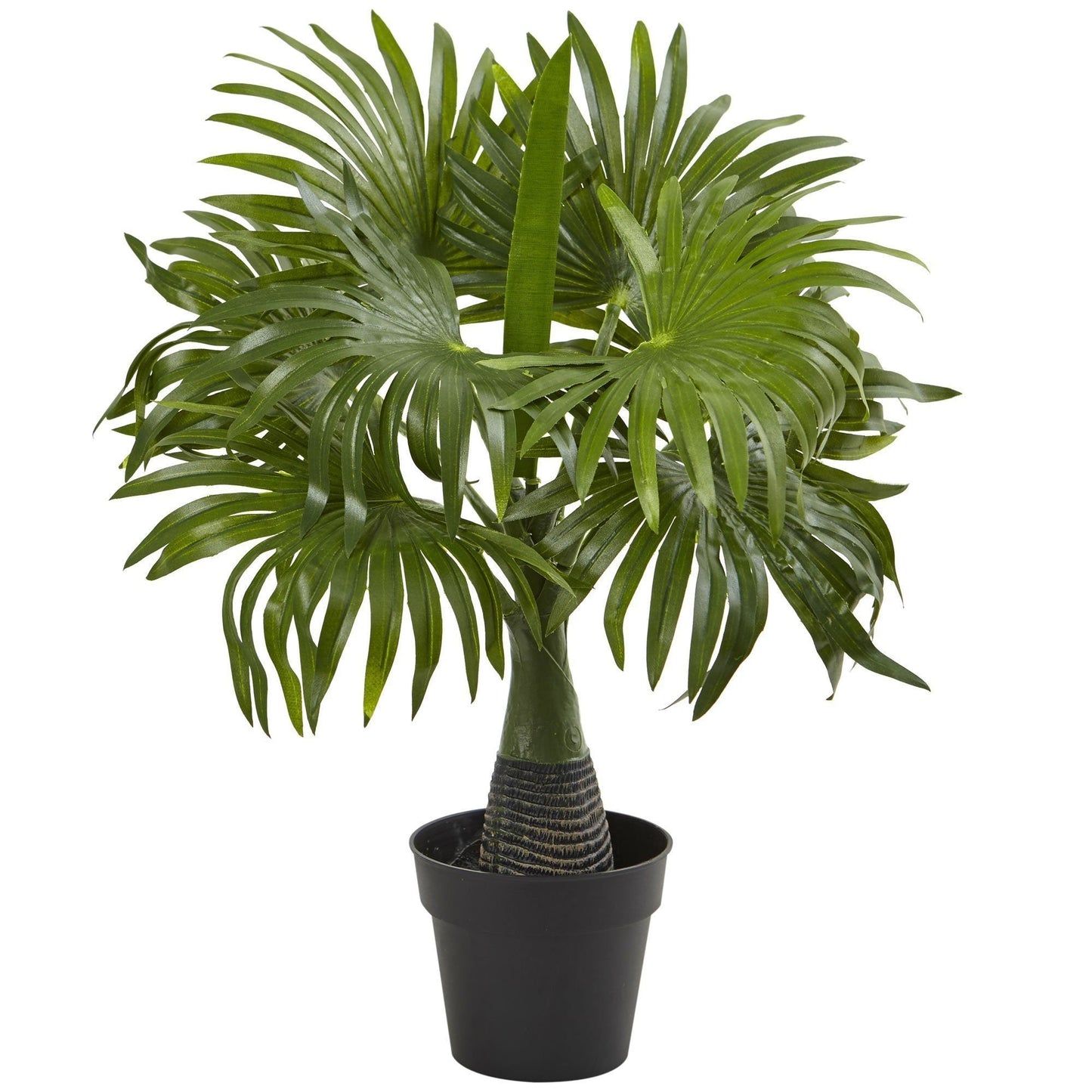 Areca, Fontaine et Bananier (Lot de 3)