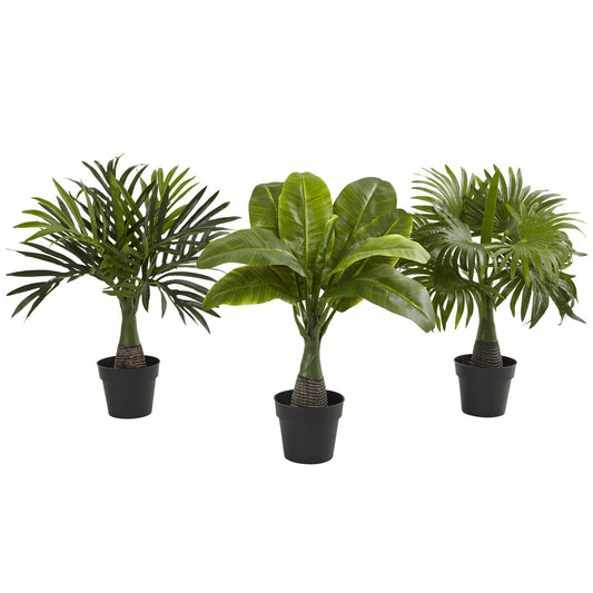 Areca, Fontaine et Bananier (Lot de 3)