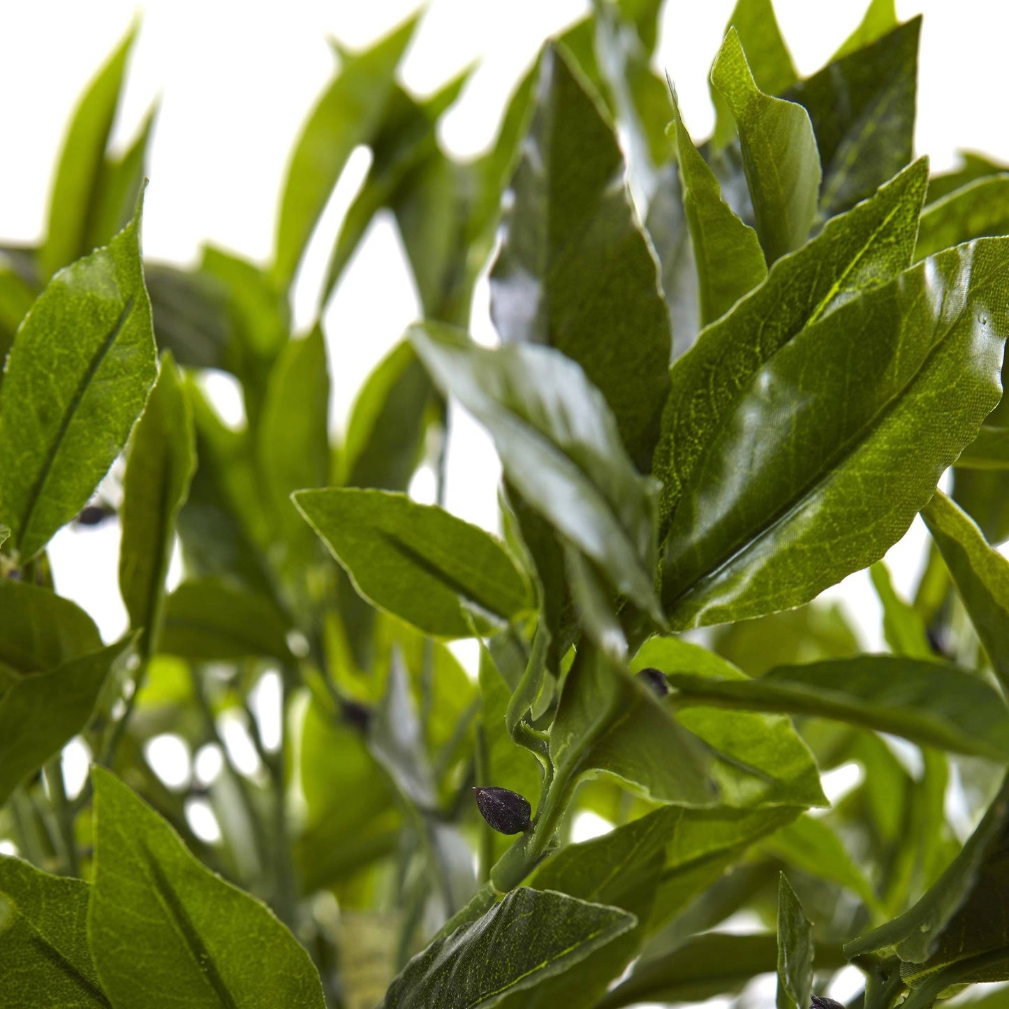 Topiario de hojas de laurel con macetero lavado en negro resistente a los rayos UV (interior/exterior)