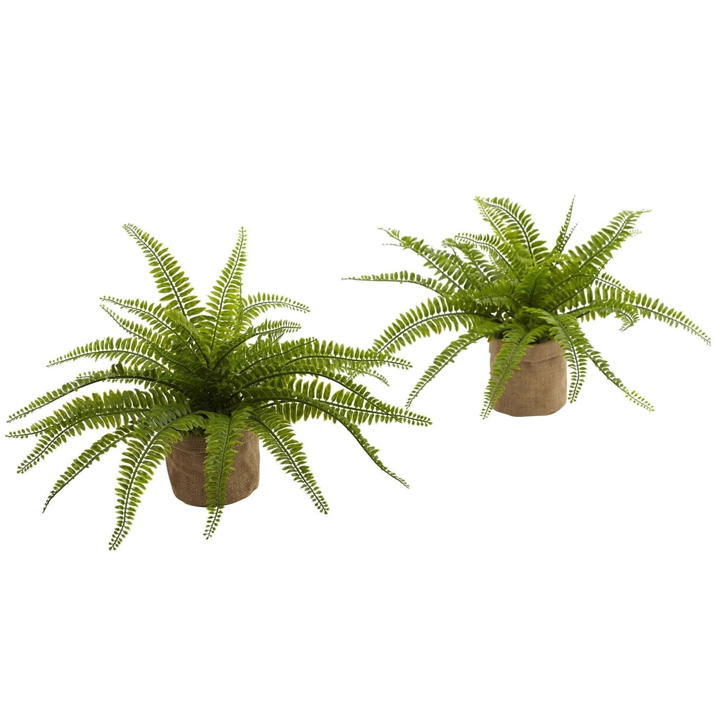 Fougère de Boston avec jardinière en toile de jute (lot de 2)