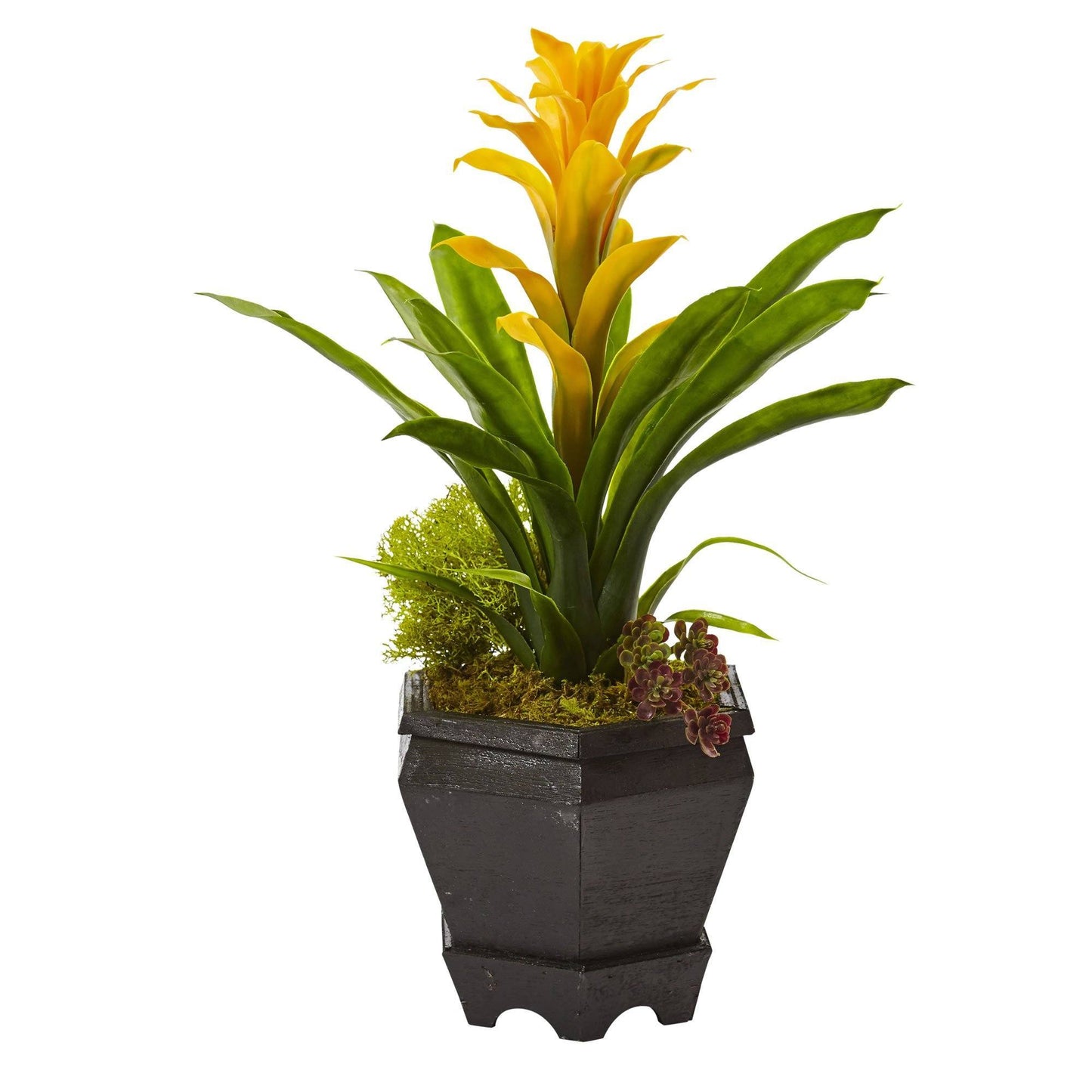 Bromeliad in Black Hexagon Planter