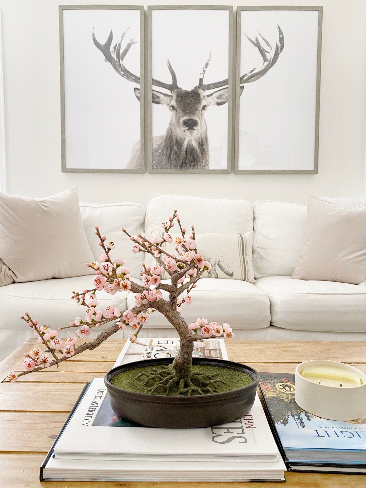 Árbol de seda Bonsai con flor de cerezo