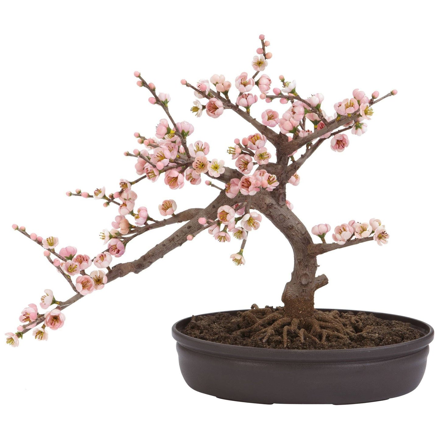 Árbol de seda Bonsai con flor de cerezo