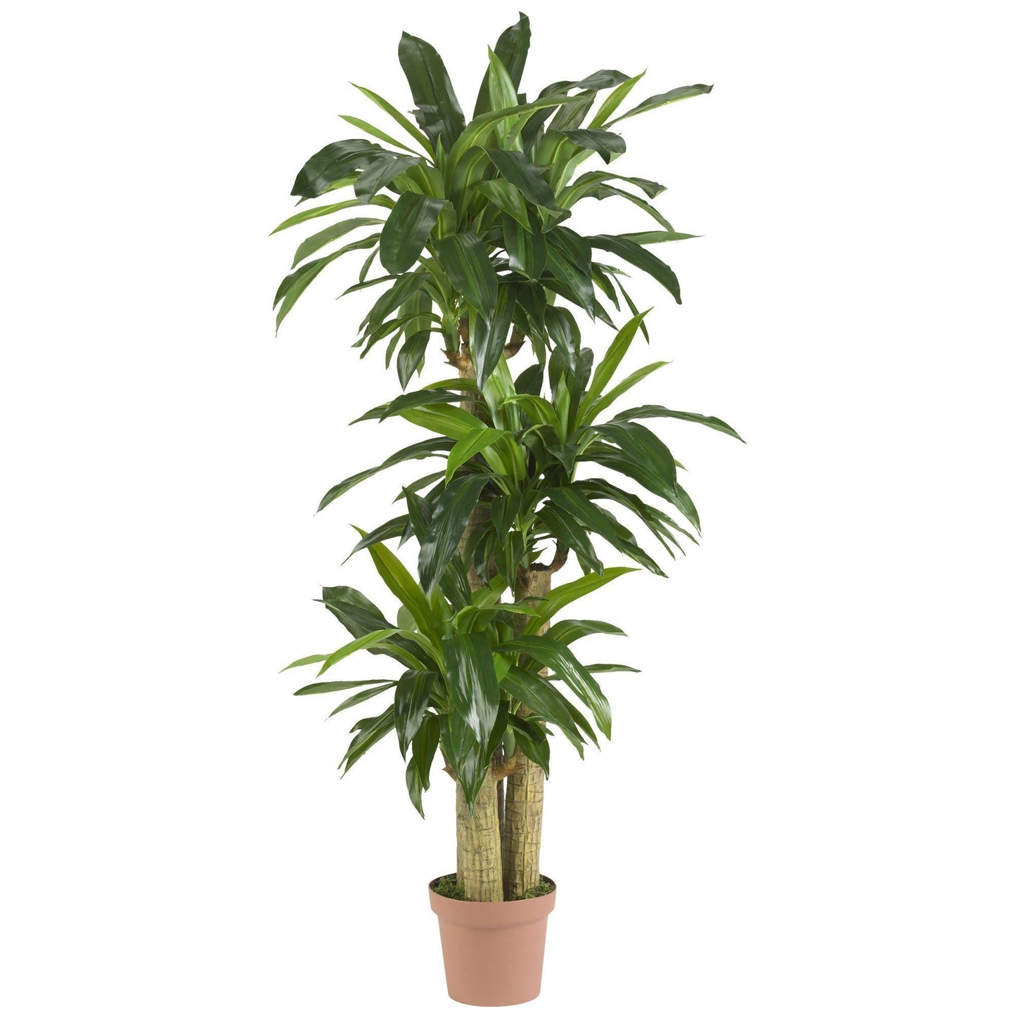 Tige de maïs Dracaena Silk Plant (Real Touch)