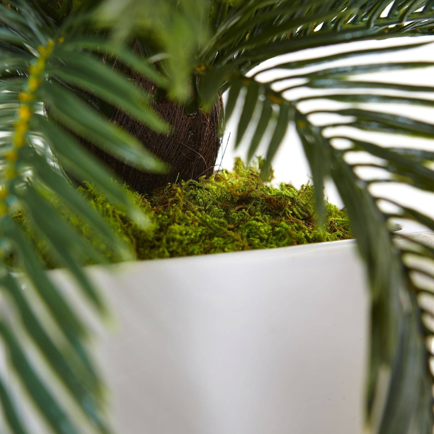 Cycas en macetero blanco