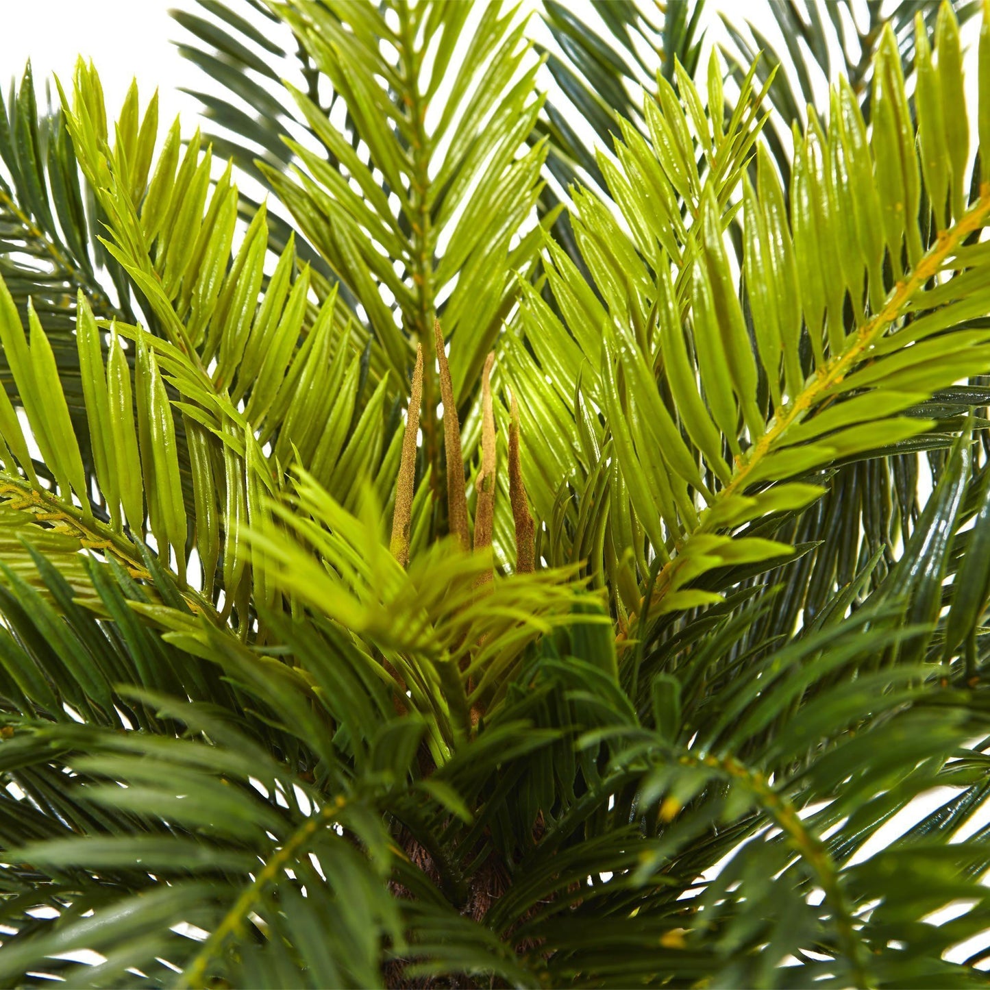 Cycas en macetero blanco