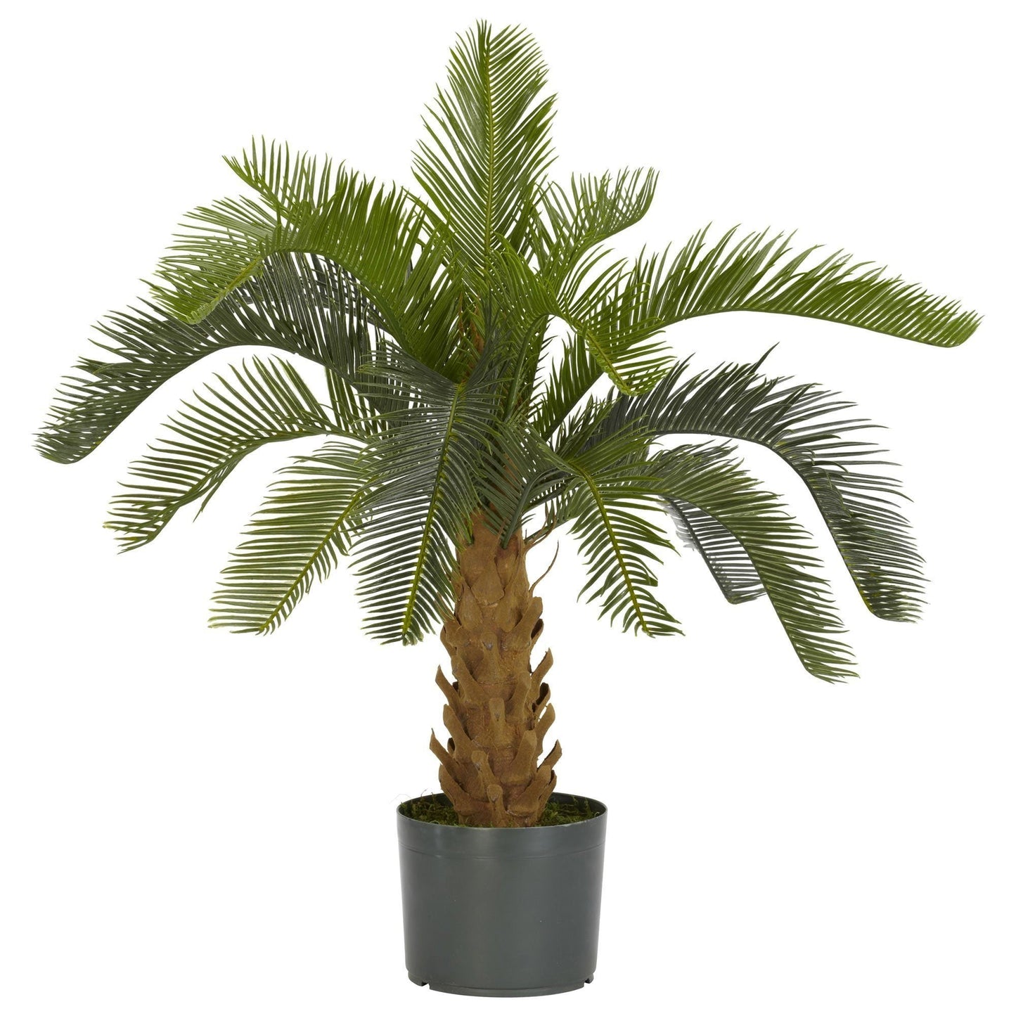 Planta de seda Cycas