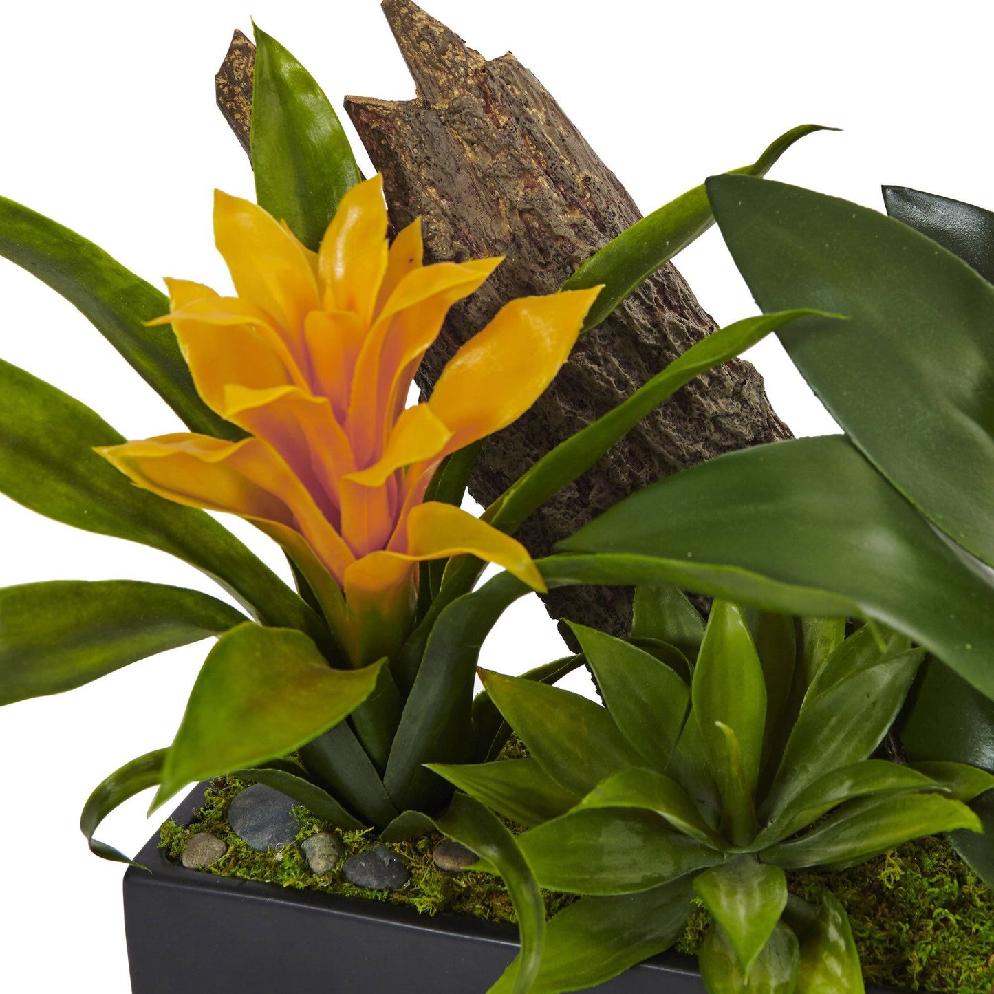 Dendrobium and Bromeliad Arrangement