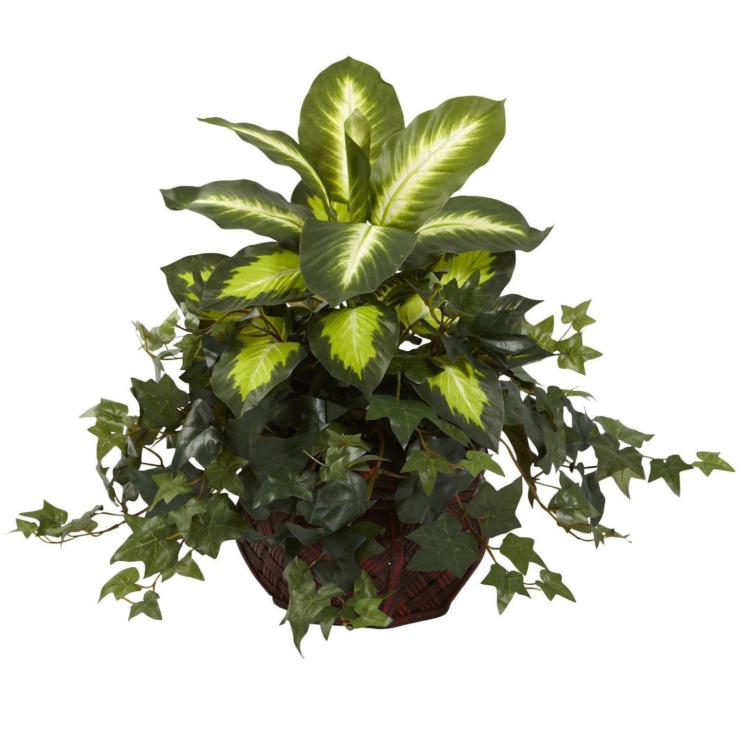 Dieffenbachia et lierre avec jardinière décorative