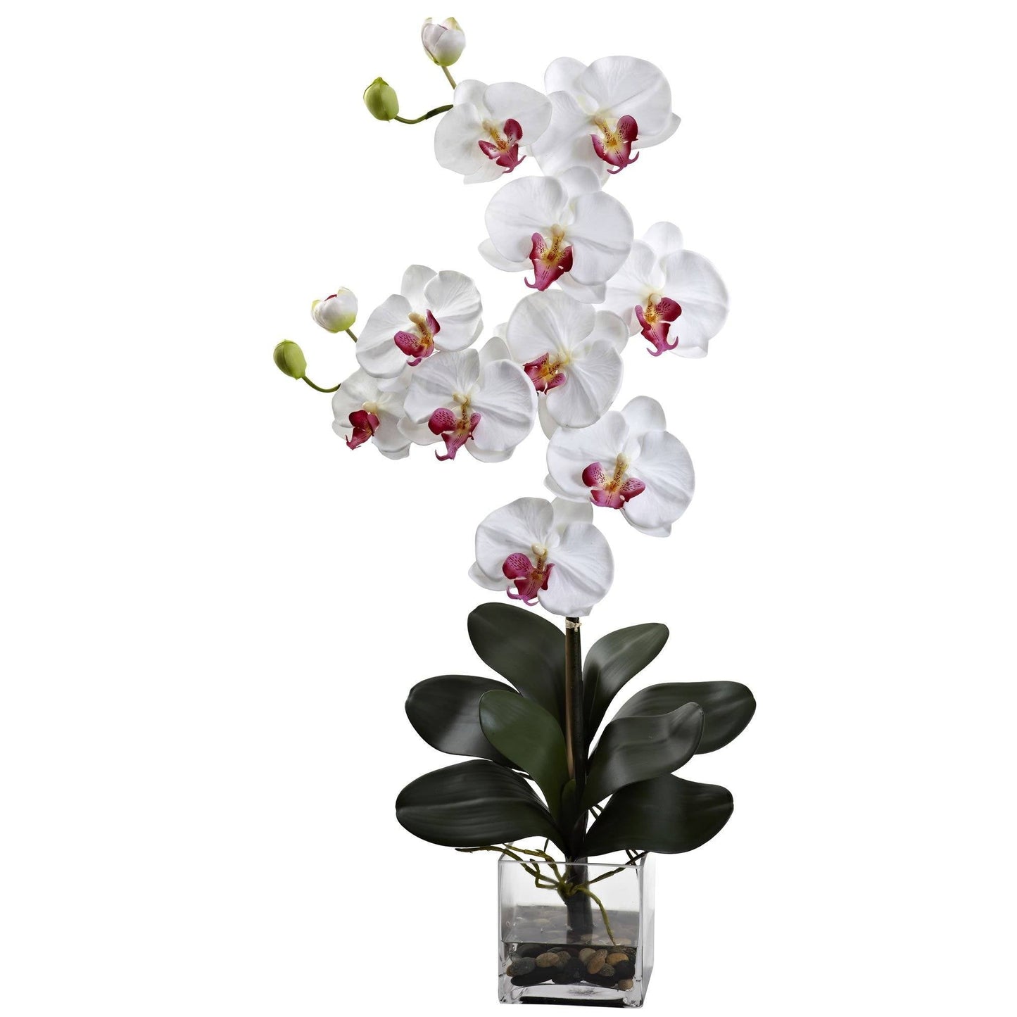 Phalaenopsis gigante doble con jarrón