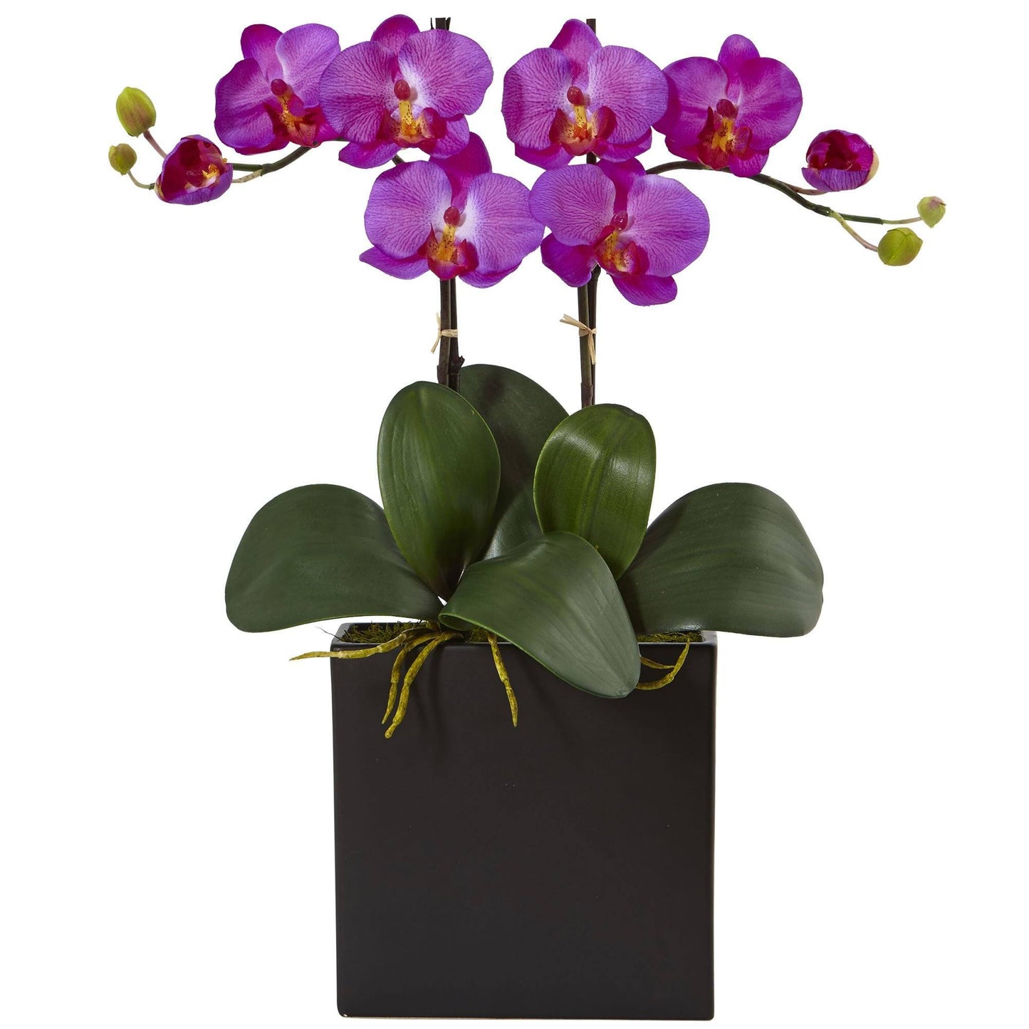 Double mini phalaenopsis dans un vase noir