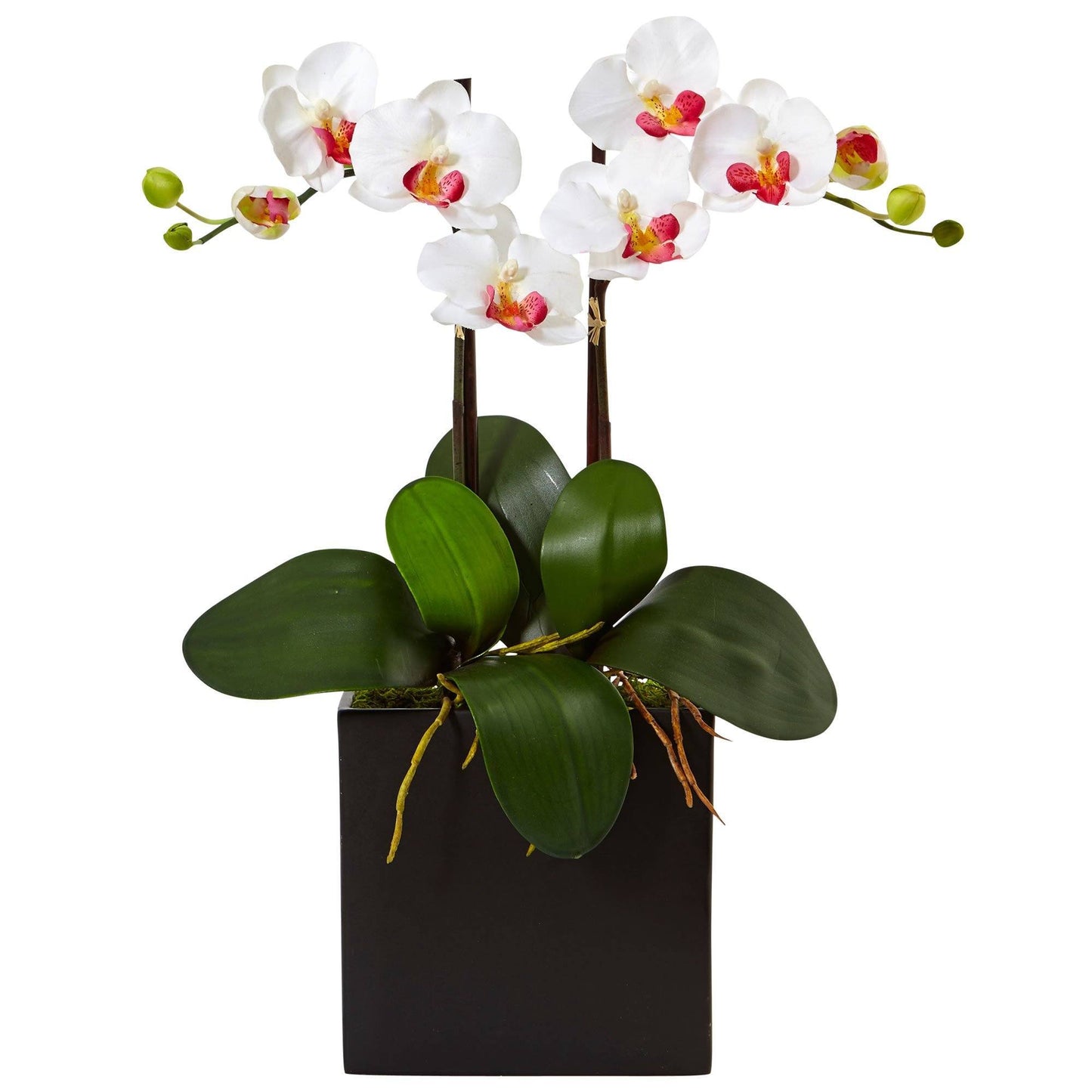 Double mini phalaenopsis dans un vase noir