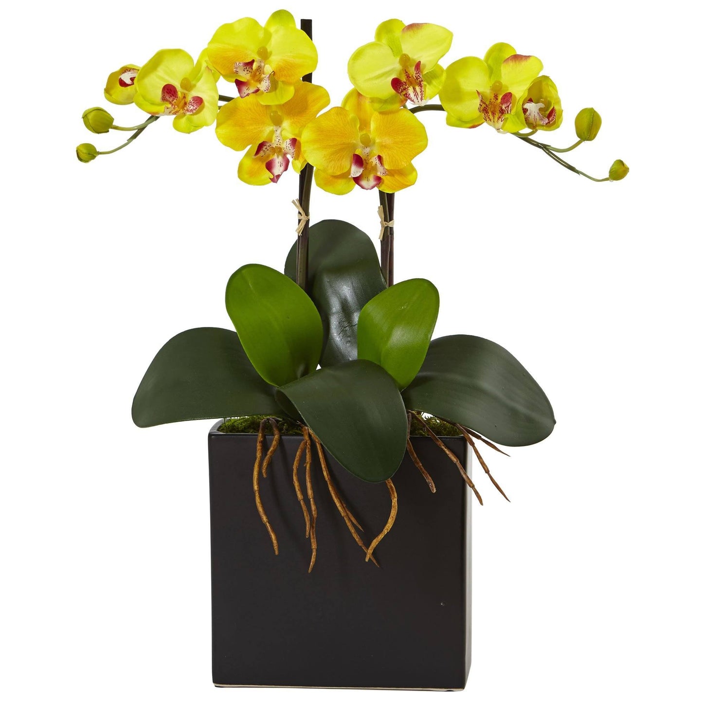 Double mini phalaenopsis dans un vase noir