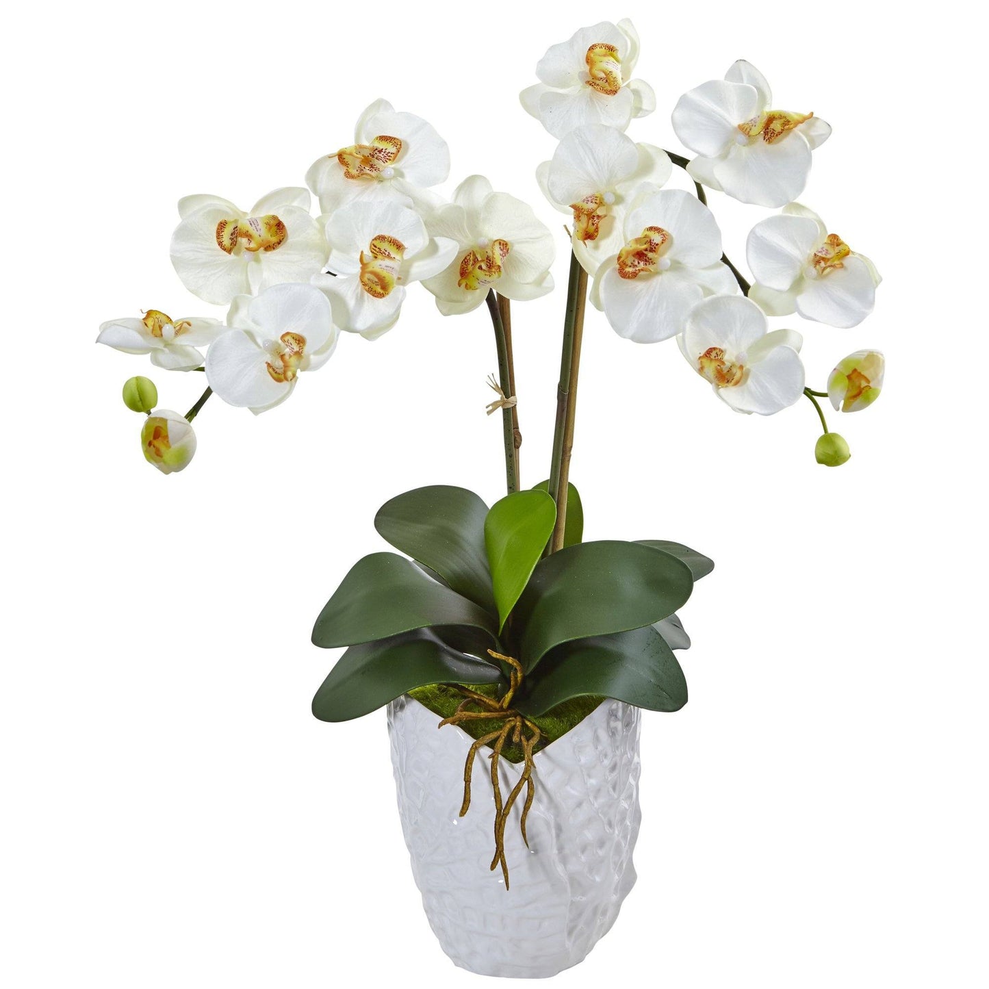 Orquídea Phalaenopsis doble en jarrón blanco