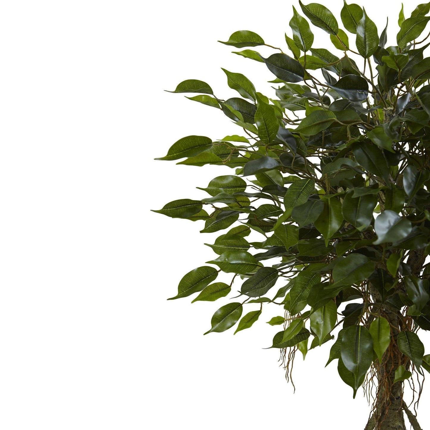 Árbol ficus con macetero blanco resistente a los rayos UV (interior/exterior)