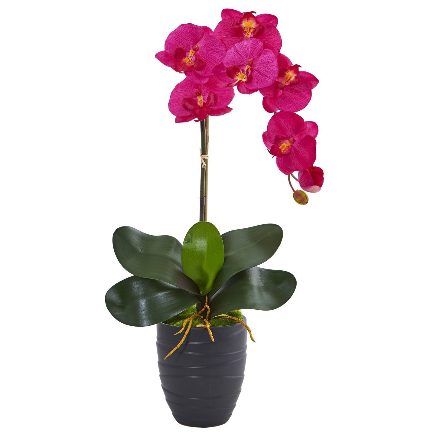 Orquídea Phalaenopsis en jarrón negro