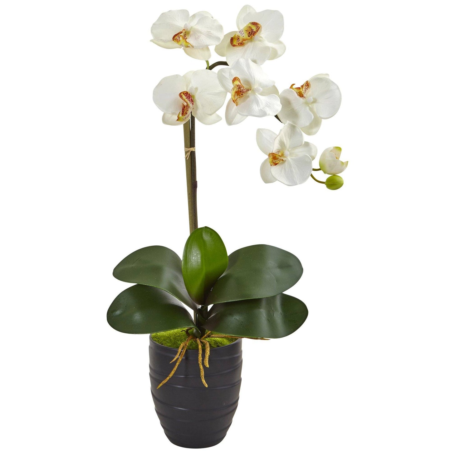 Orquídea Phalaenopsis en jarrón negro