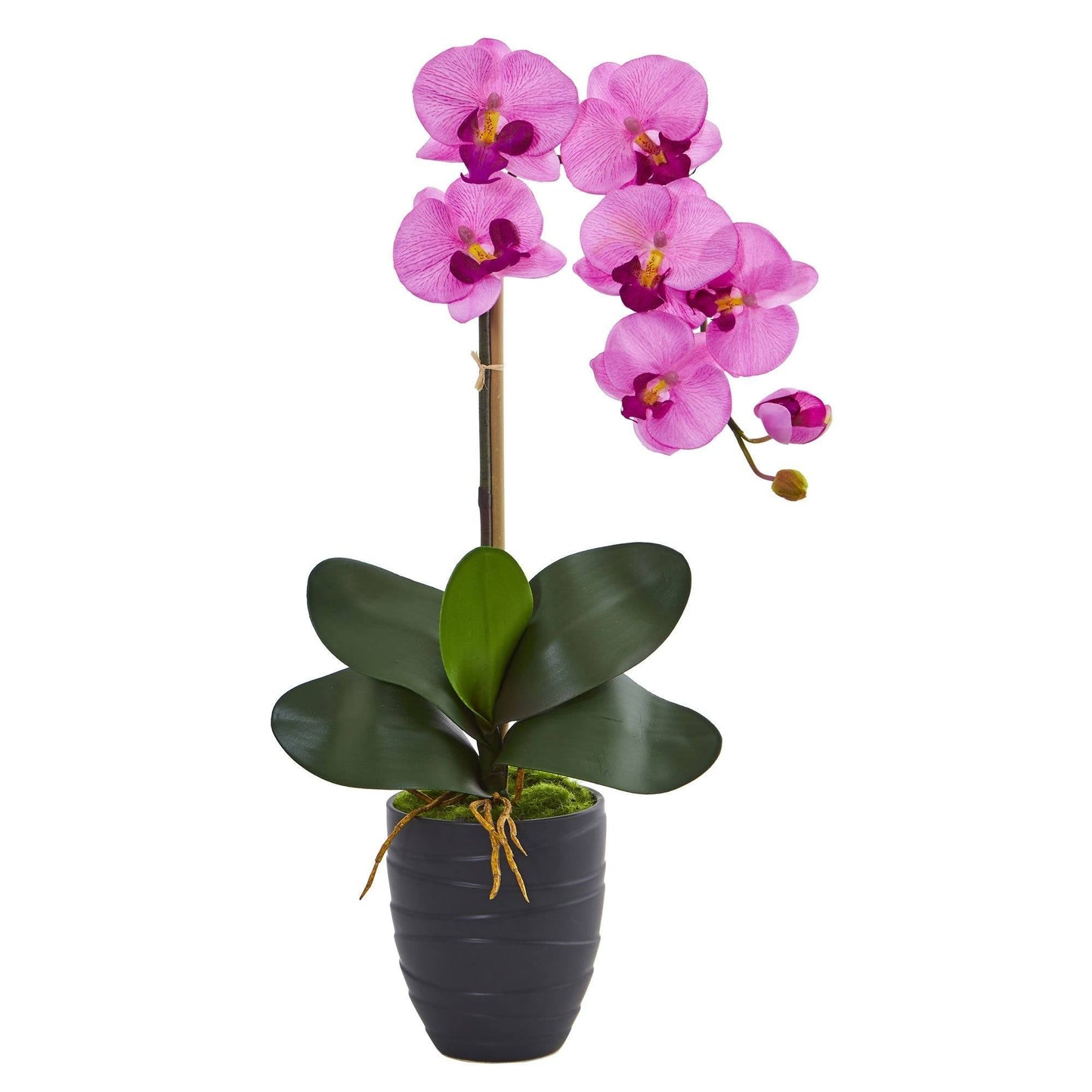 Orquídea Phalaenopsis en jarrón negro