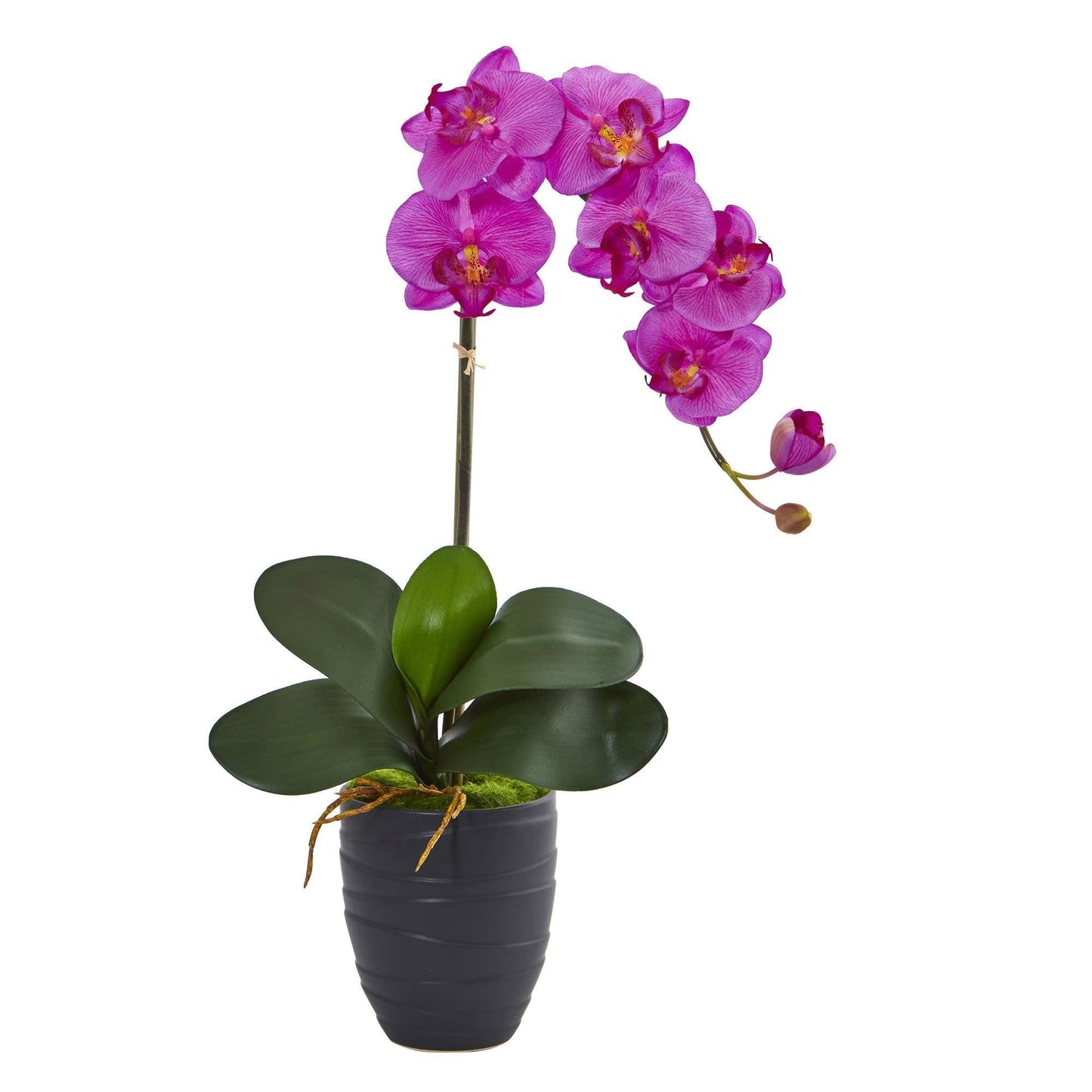 Orquídea Phalaenopsis en jarrón negro