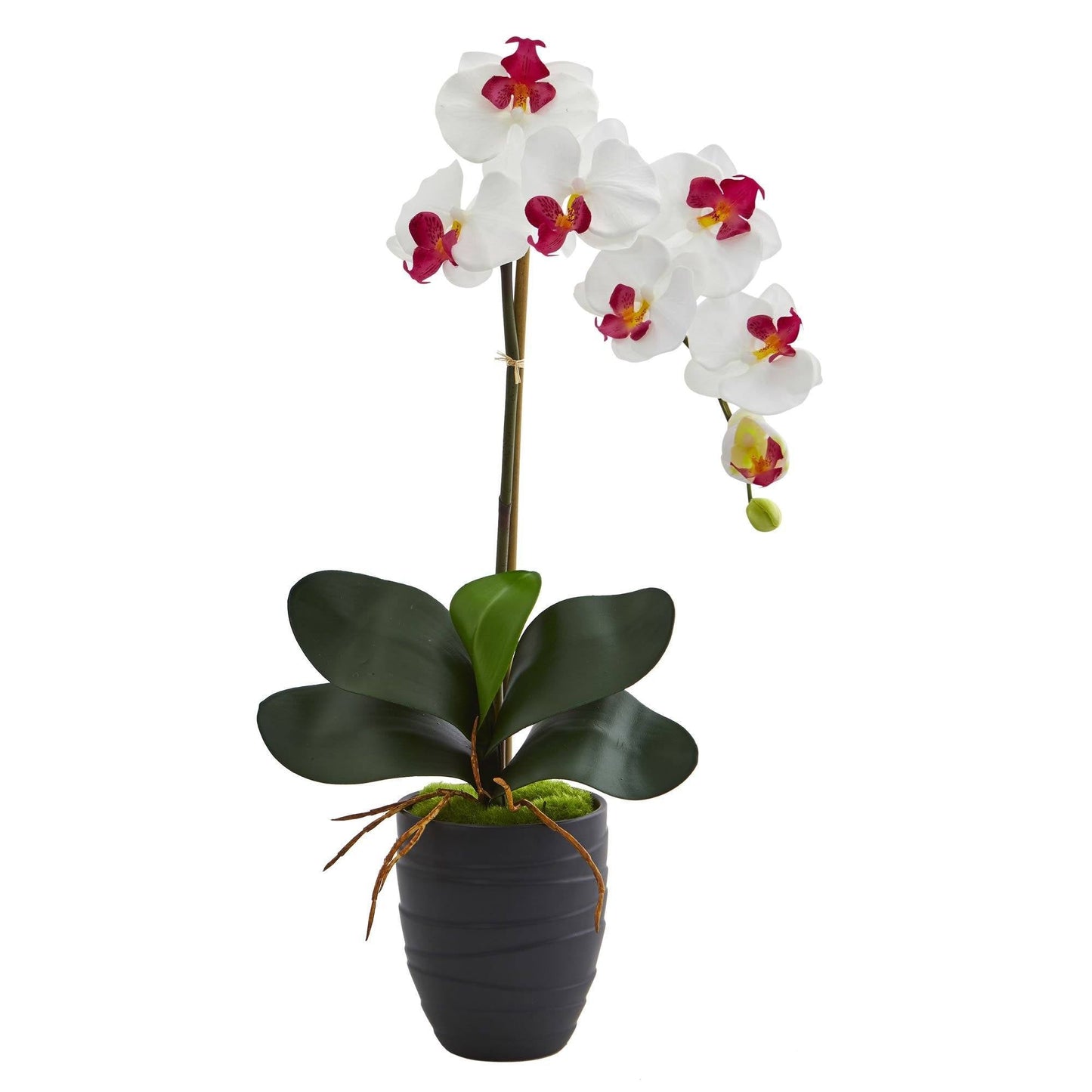 Orquídea Phalaenopsis en jarrón negro