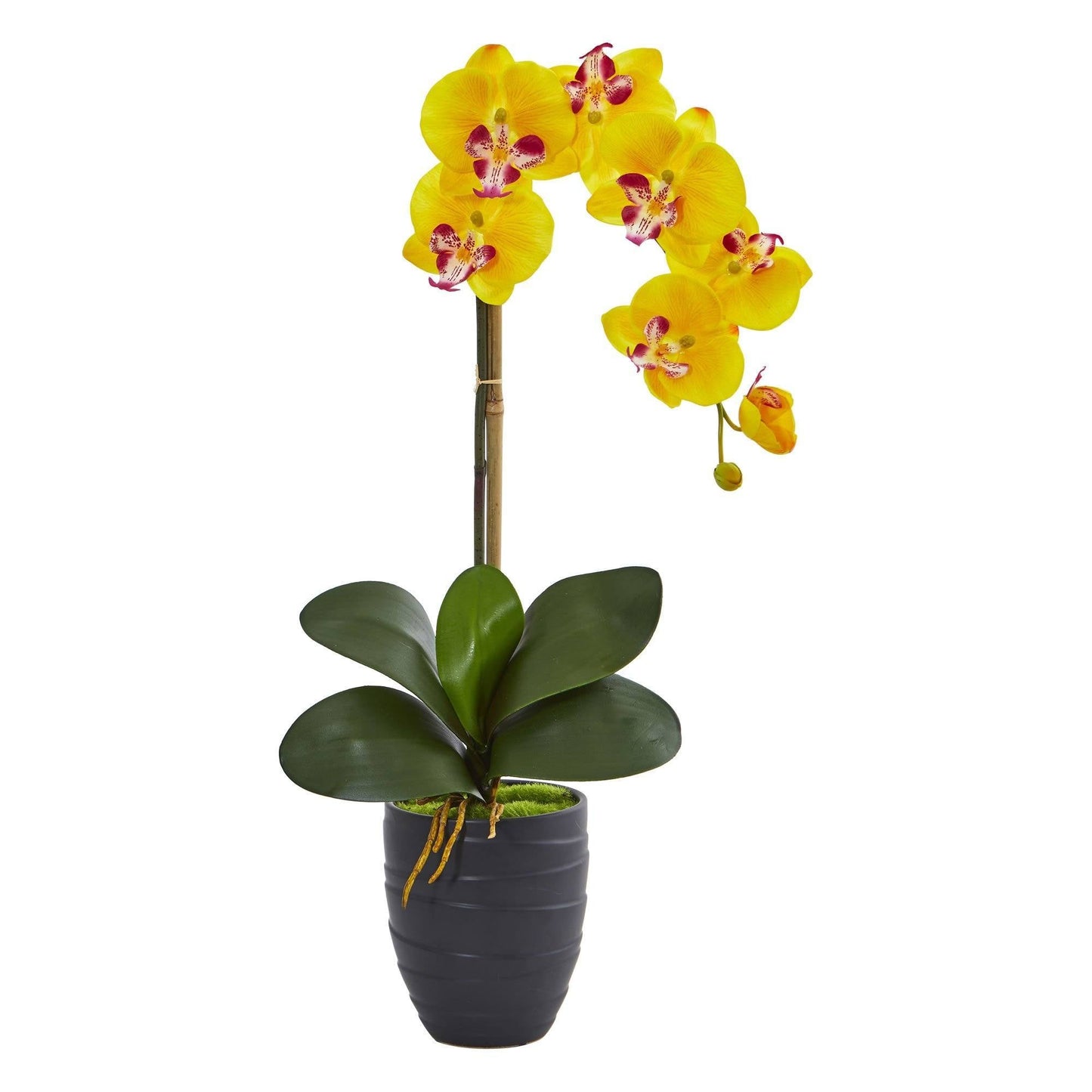 Orquídea Phalaenopsis en jarrón negro