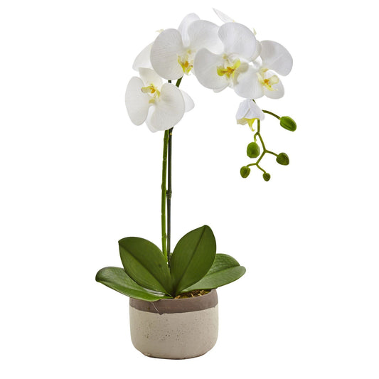 Orchidée Phalaenopsis dans un pot en céramique