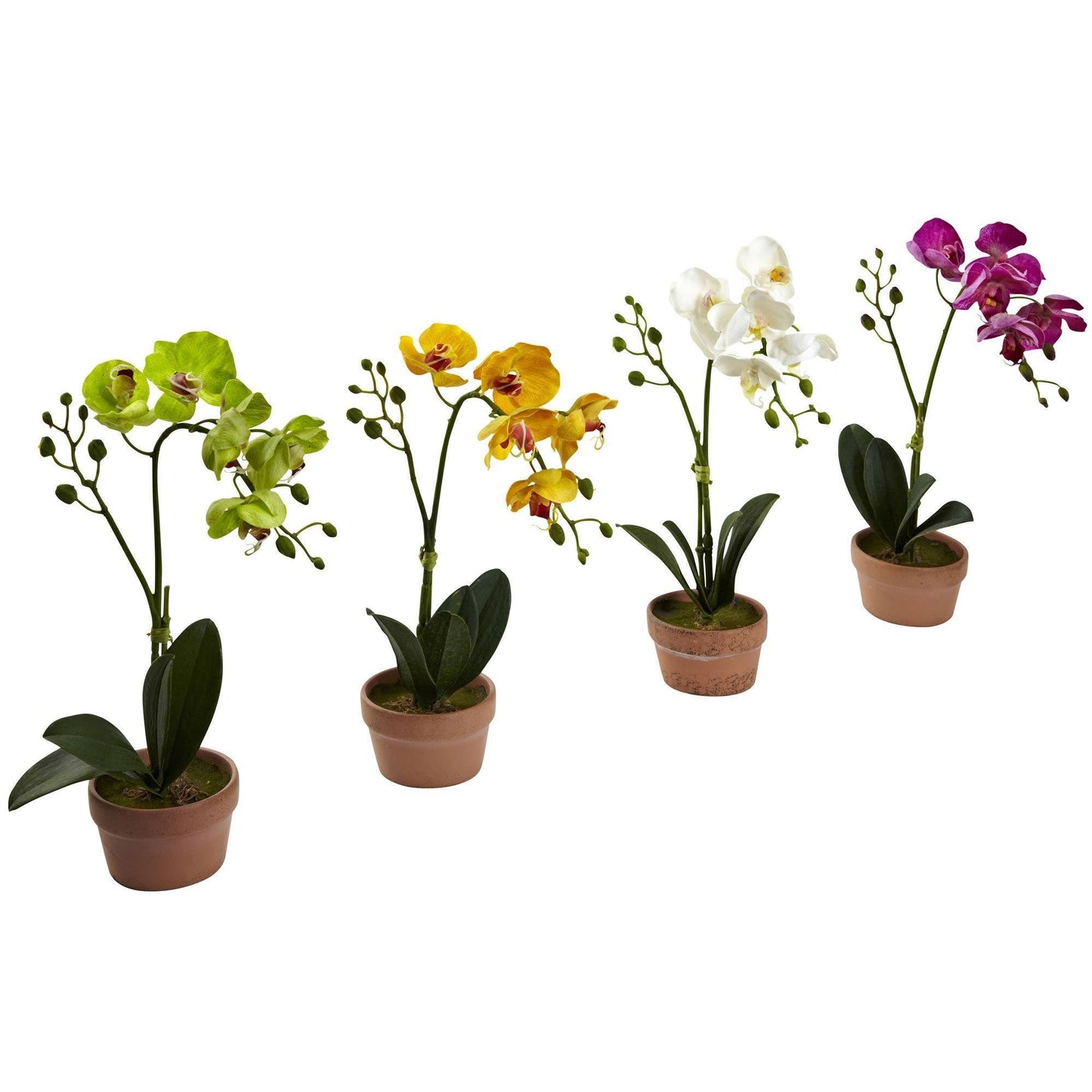 Orquídea Phalaenopsis con jarrón de arcilla (juego de 4)