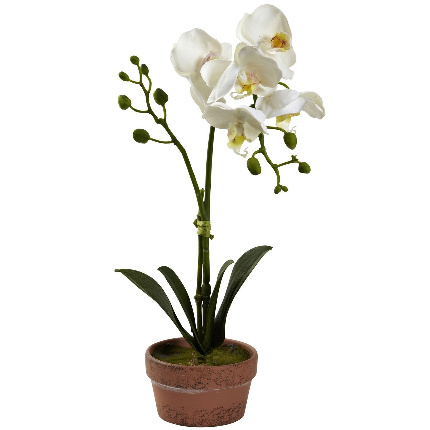 Orquídea Phalaenopsis con jarrón de arcilla (juego de 4)